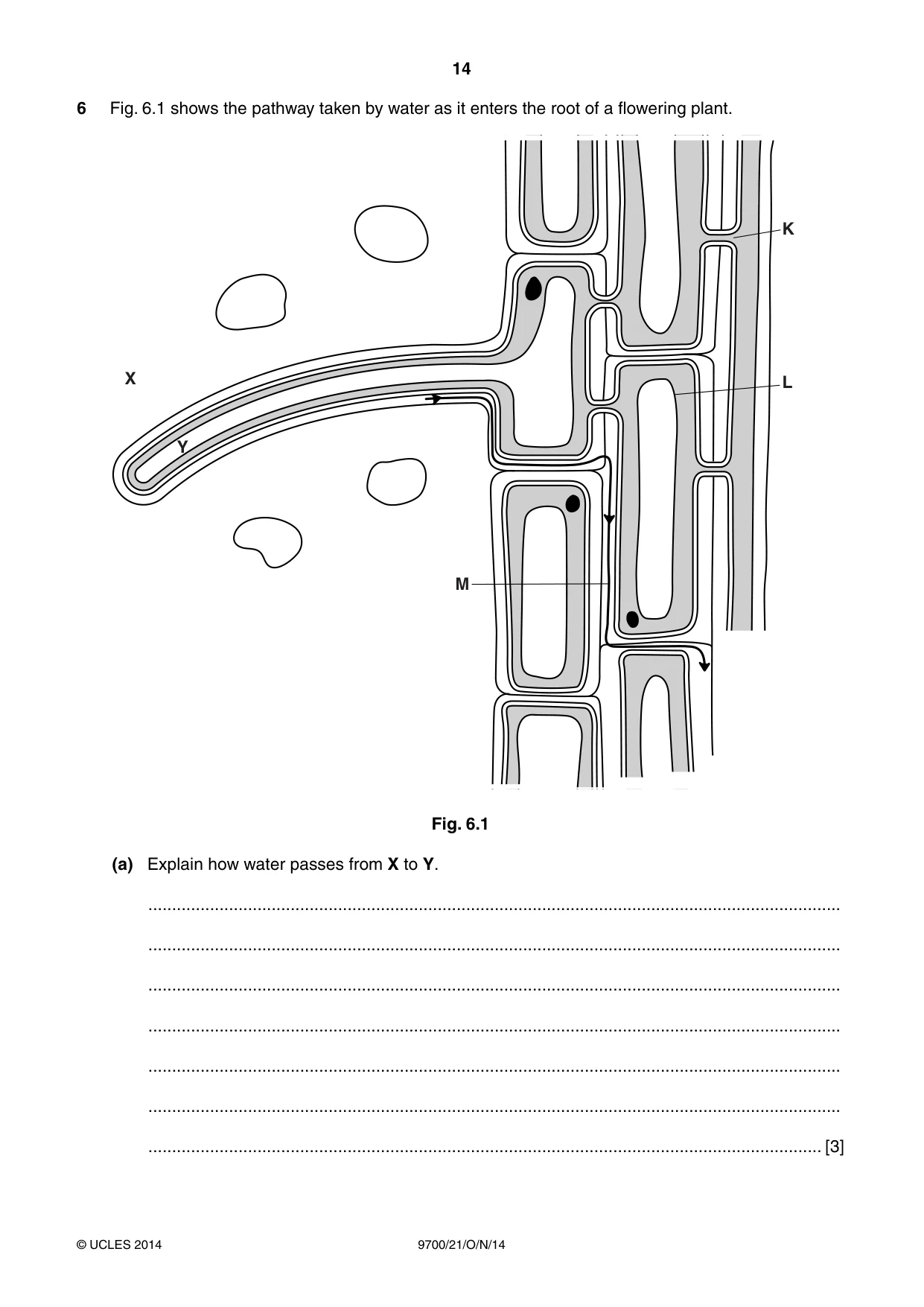 Cambridge A Level Biology 9700 2014 Oct/Nov Paper 2 · Variant 1 question paper, page 14 of 16