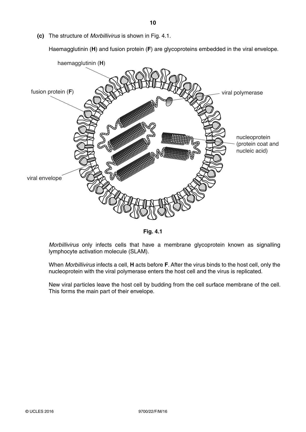 Cambridge A Level Biology 9700 2016 Feb/March Paper 2 · Variant 2 question paper, page 10 of 16