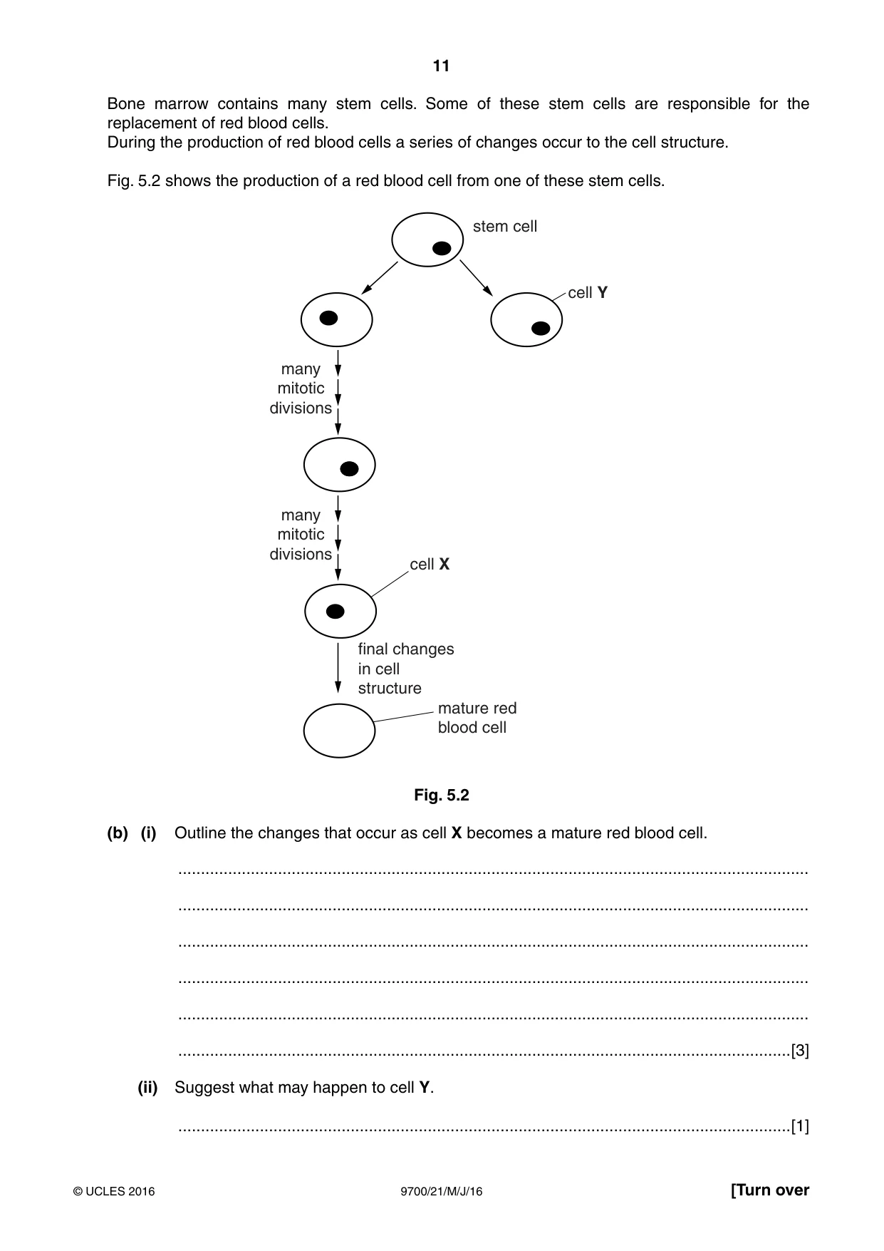 Cambridge A Level Biology 9700 2016 May/June Paper 2 · Variant 1 question paper, page 11 of 16