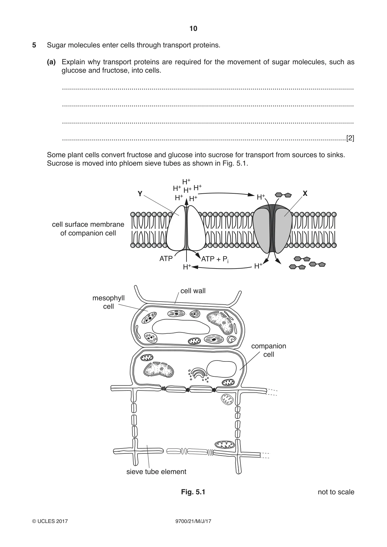 Cambridge A Level Biology 9700 2017 May/June Paper 2 · Variant 1 question paper, page 10 of 16