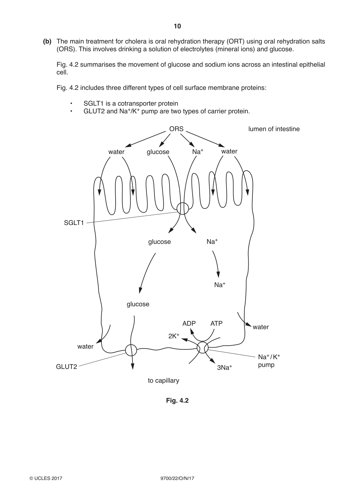 Cambridge A Level Biology 9700 2017 Oct/Nov Paper 2 · Variant 2 question paper, page 10 of 16