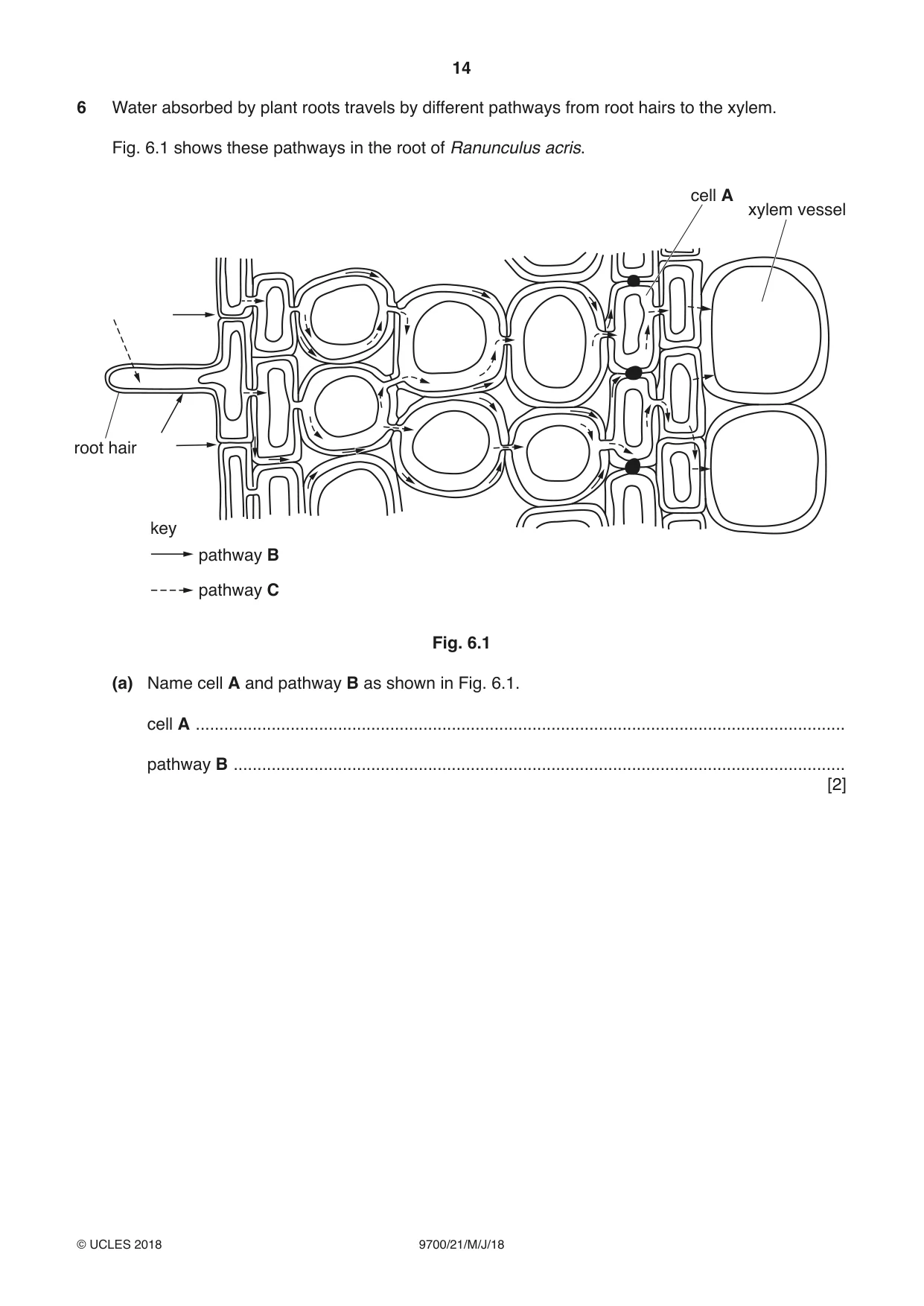 Cambridge A Level Biology 9700 2018 May/June Paper 2 · Variant 1 question paper, page 14 of 16