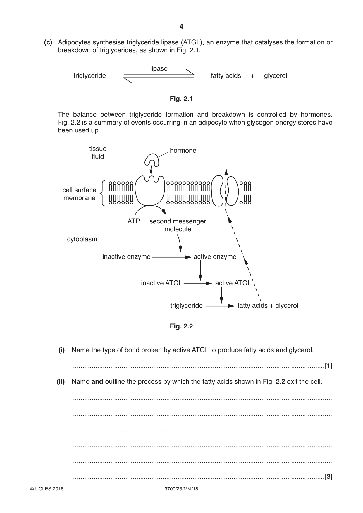 Cambridge A Level Biology 9700 2018 May/June Paper 2 · Variant 3 question paper, page 4 of 20