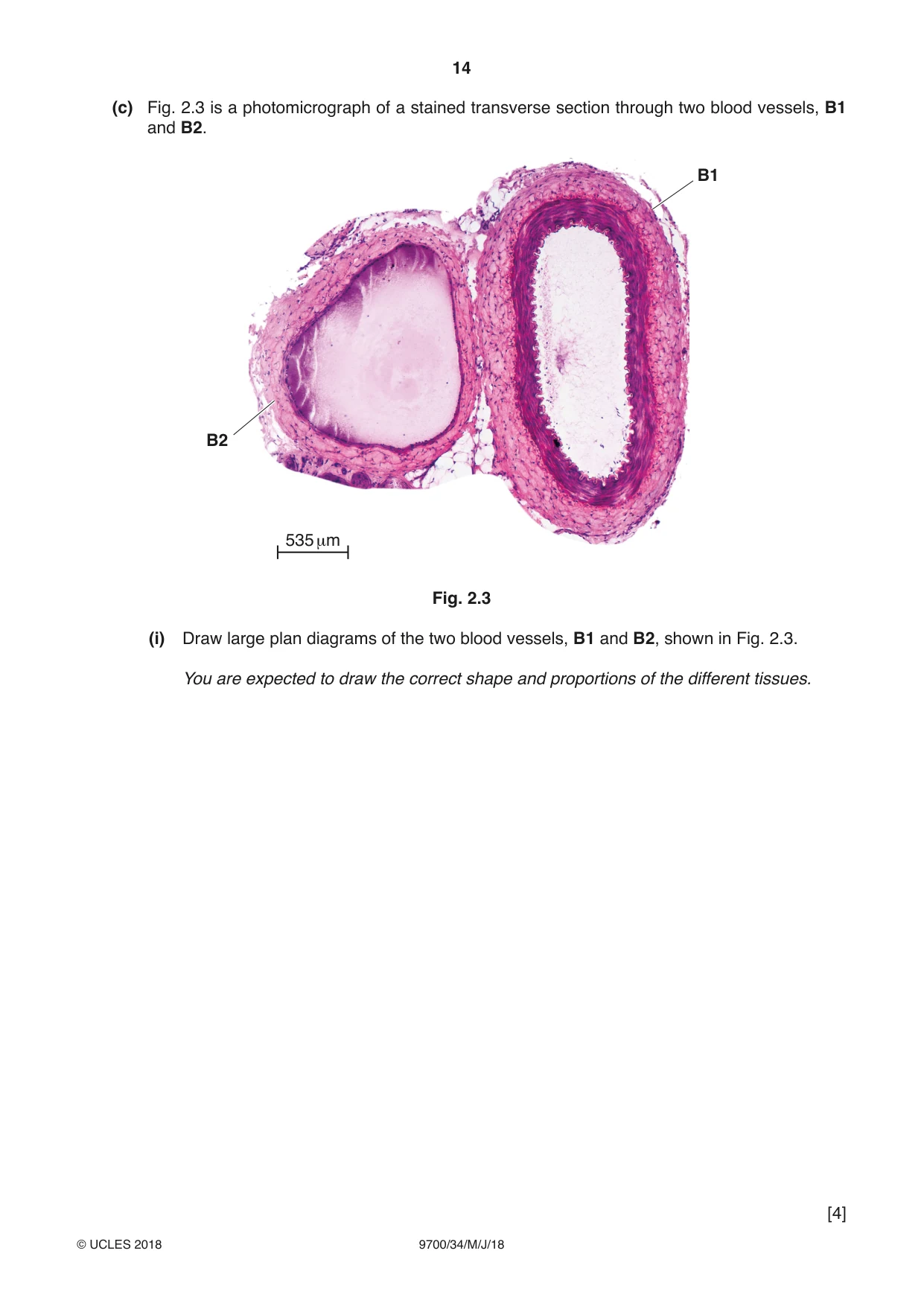 Cambridge A Level Biology 9700 2018 May/June Paper 3 · Variant 4 question paper, page 14 of 16
