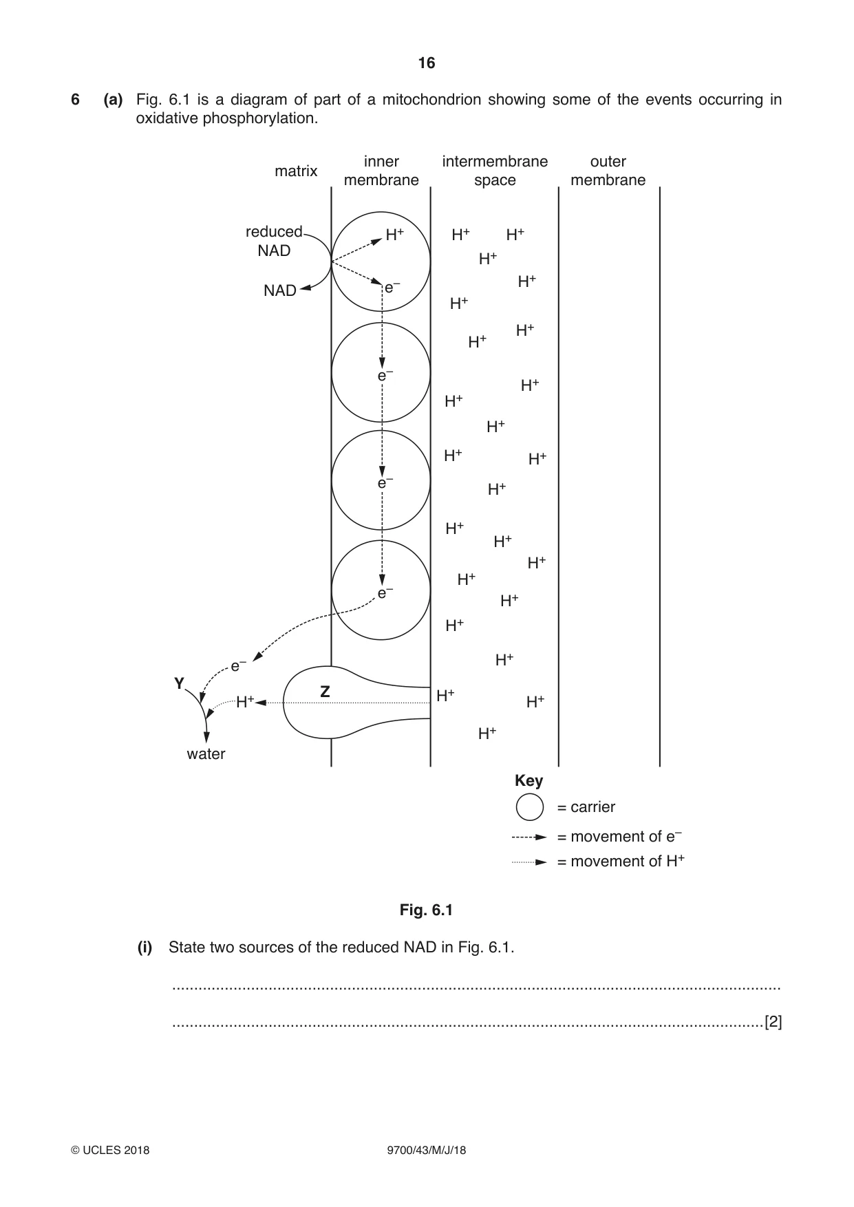 Cambridge A Level Biology 9700 2018 May/June Paper 4 · Variant 3 question paper, page 16 of 24
