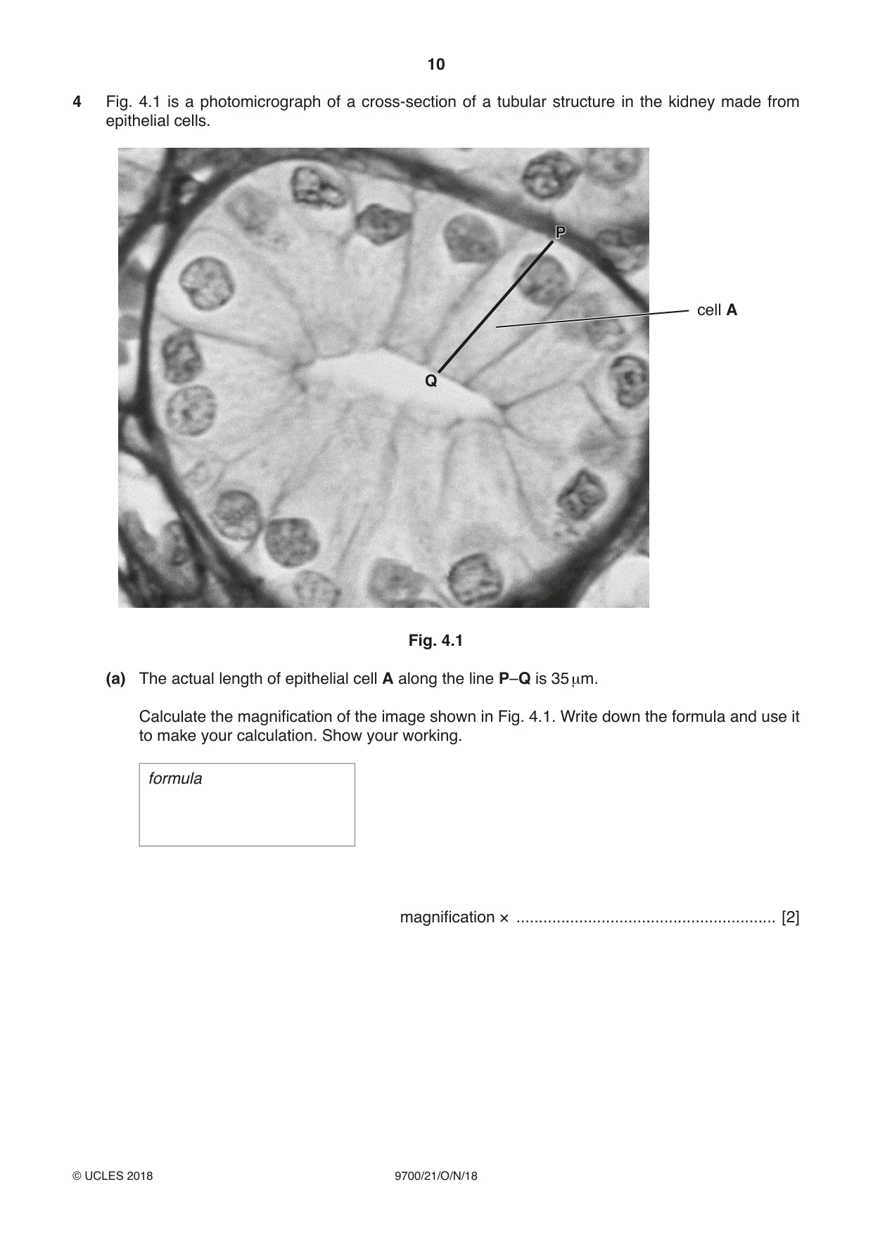 Cambridge A Level Biology 9700 2018 Oct/Nov Paper 2 · Variant 1 question paper, page 10 of 16