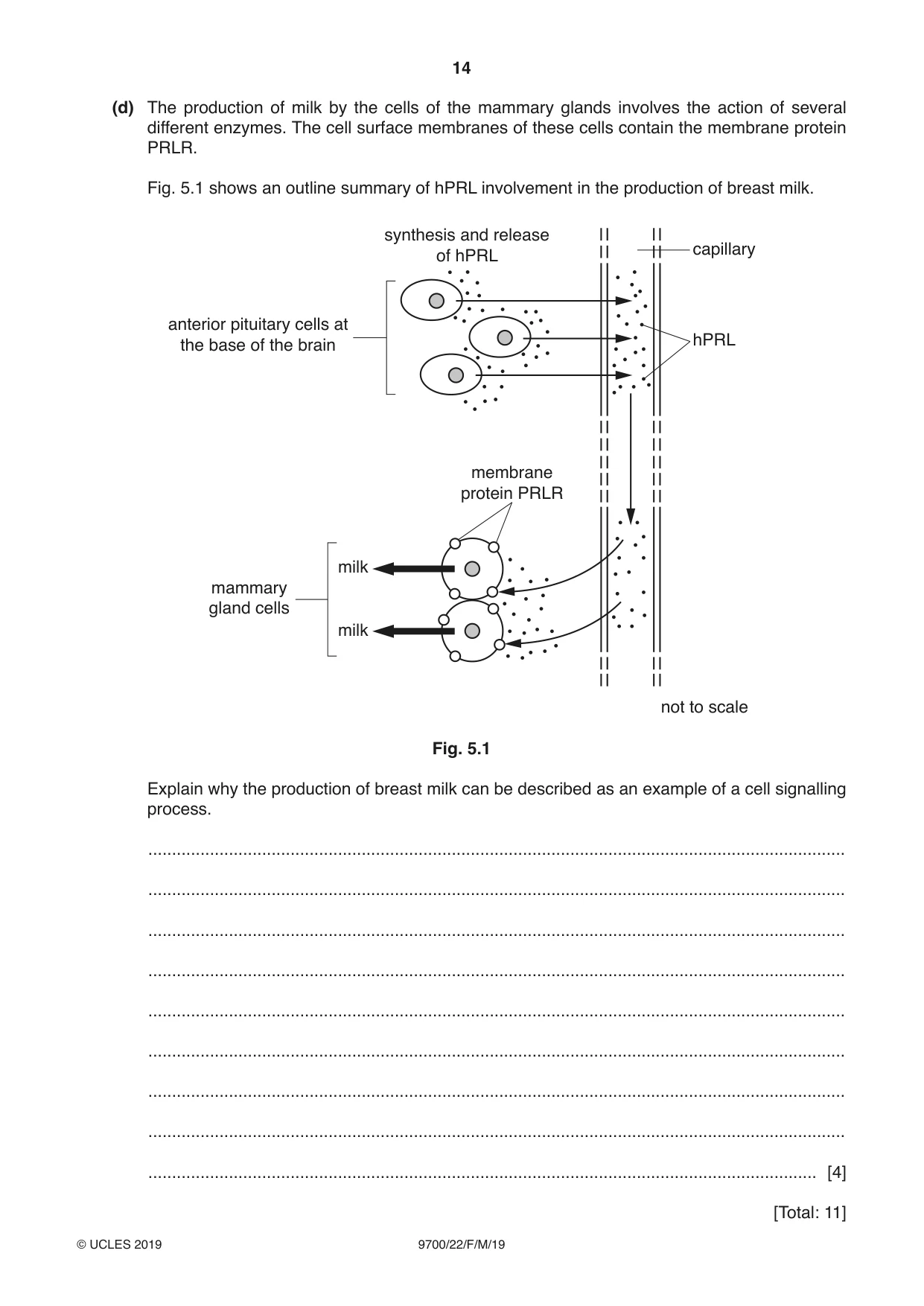 Cambridge A Level Biology 9700 2019 Feb/March Paper 2 · Variant 2 question paper, page 14 of 16
