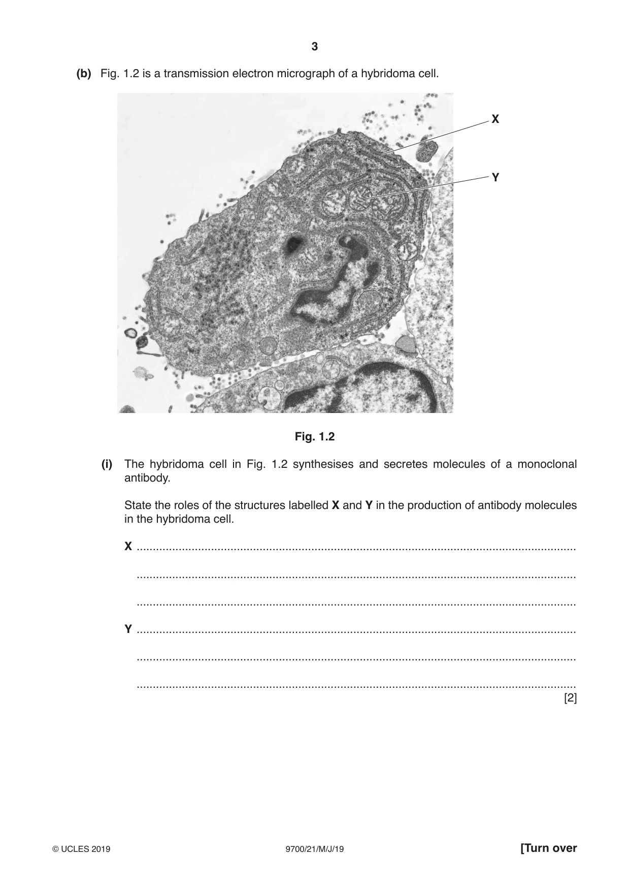 Cambridge A Level Biology 9700 2019 May/June Paper 2 · Variant 1 question paper, page 3 of 16