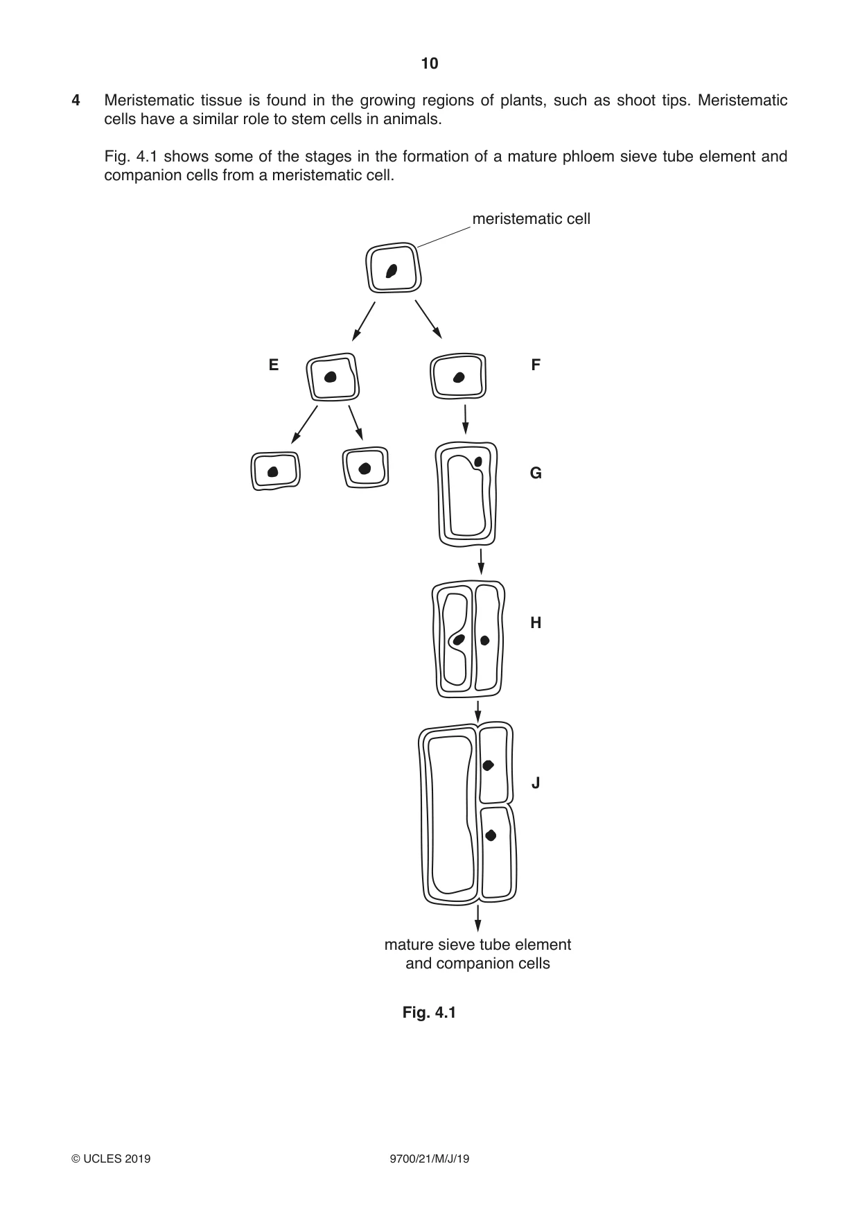Cambridge A Level Biology 9700 2019 May/June Paper 2 · Variant 1 question paper, page 10 of 16