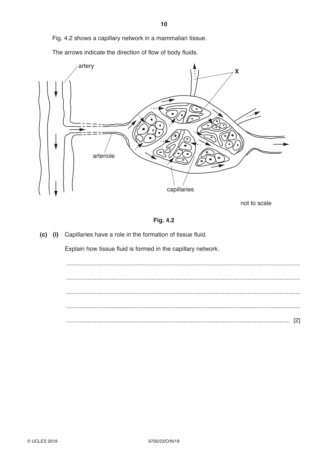 Cambridge A Level Biology 9700 2019 Oct/Nov Paper 2 · Variant 3 question paper, page 10 of 16
