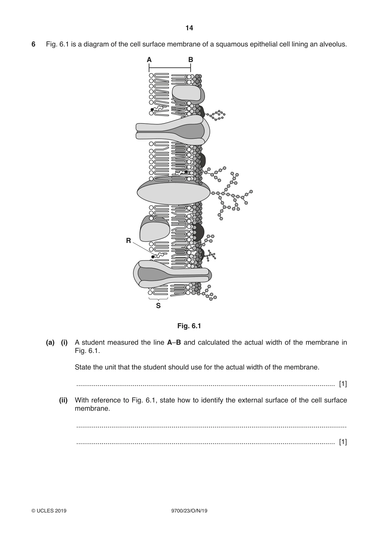 Cambridge A Level Biology 9700 2019 Oct/Nov Paper 2 · Variant 3 question paper, page 14 of 16