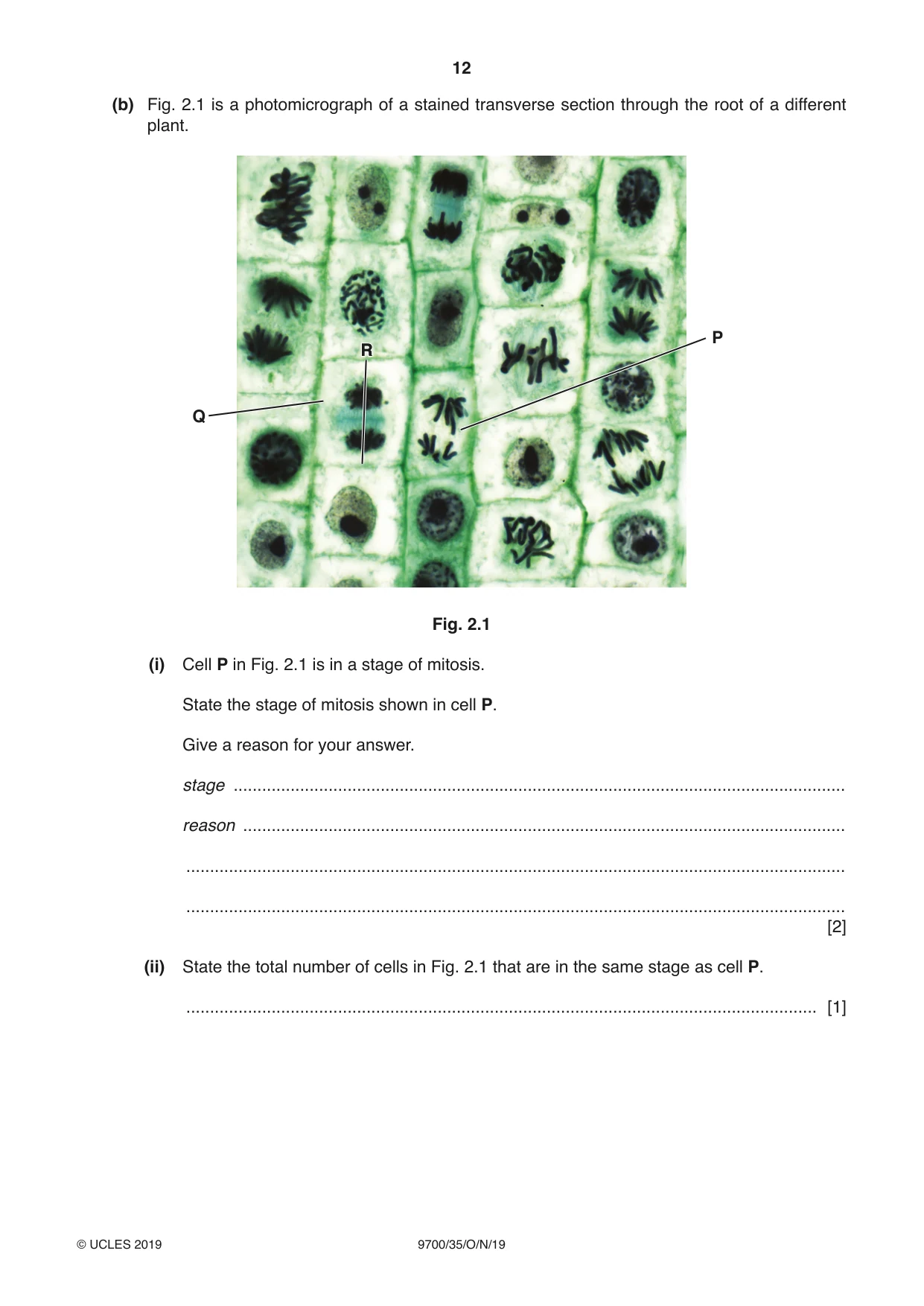 Cambridge A Level Biology 9700 2019 Oct/Nov Paper 3 · Variant 5 question paper, page 12 of 16