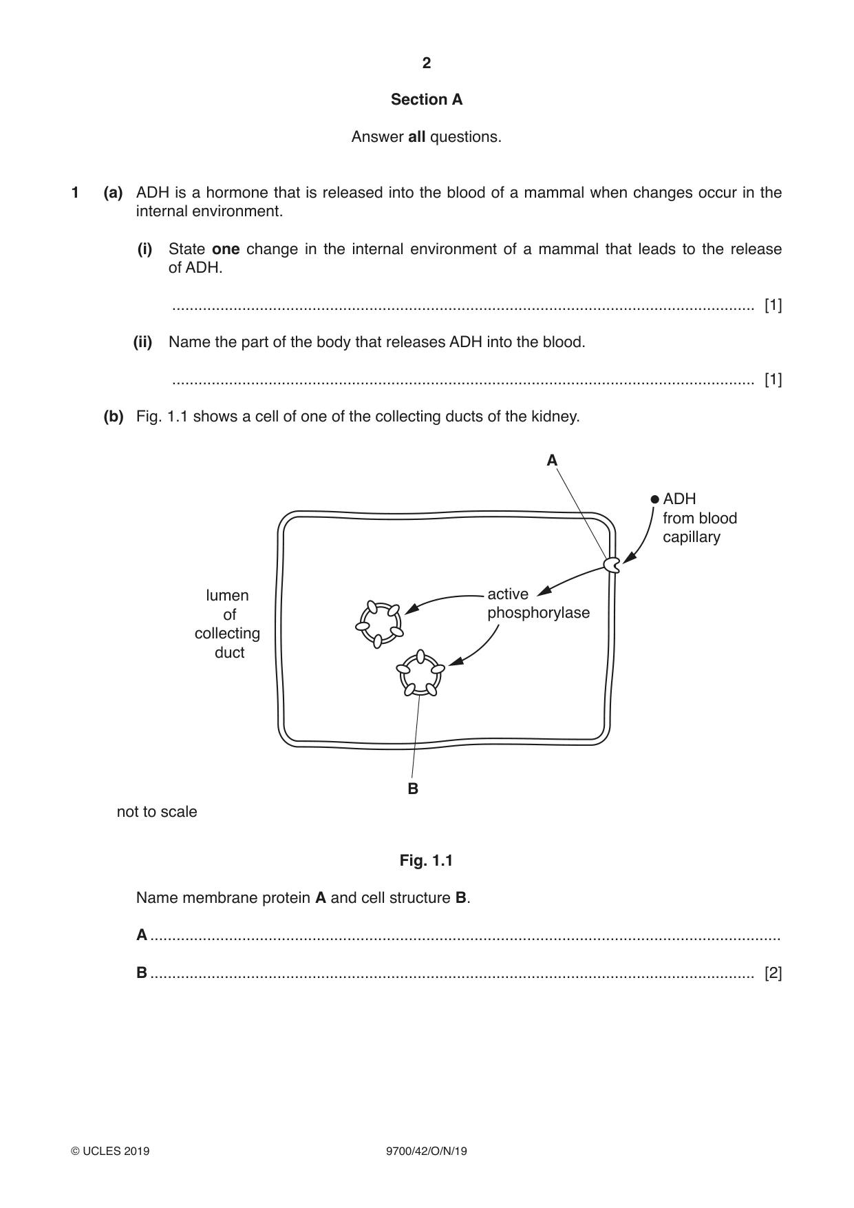 Cambridge A Level Biology 9700 2019 Oct/Nov Paper 4 · Variant 2 question paper, page 2 of 28