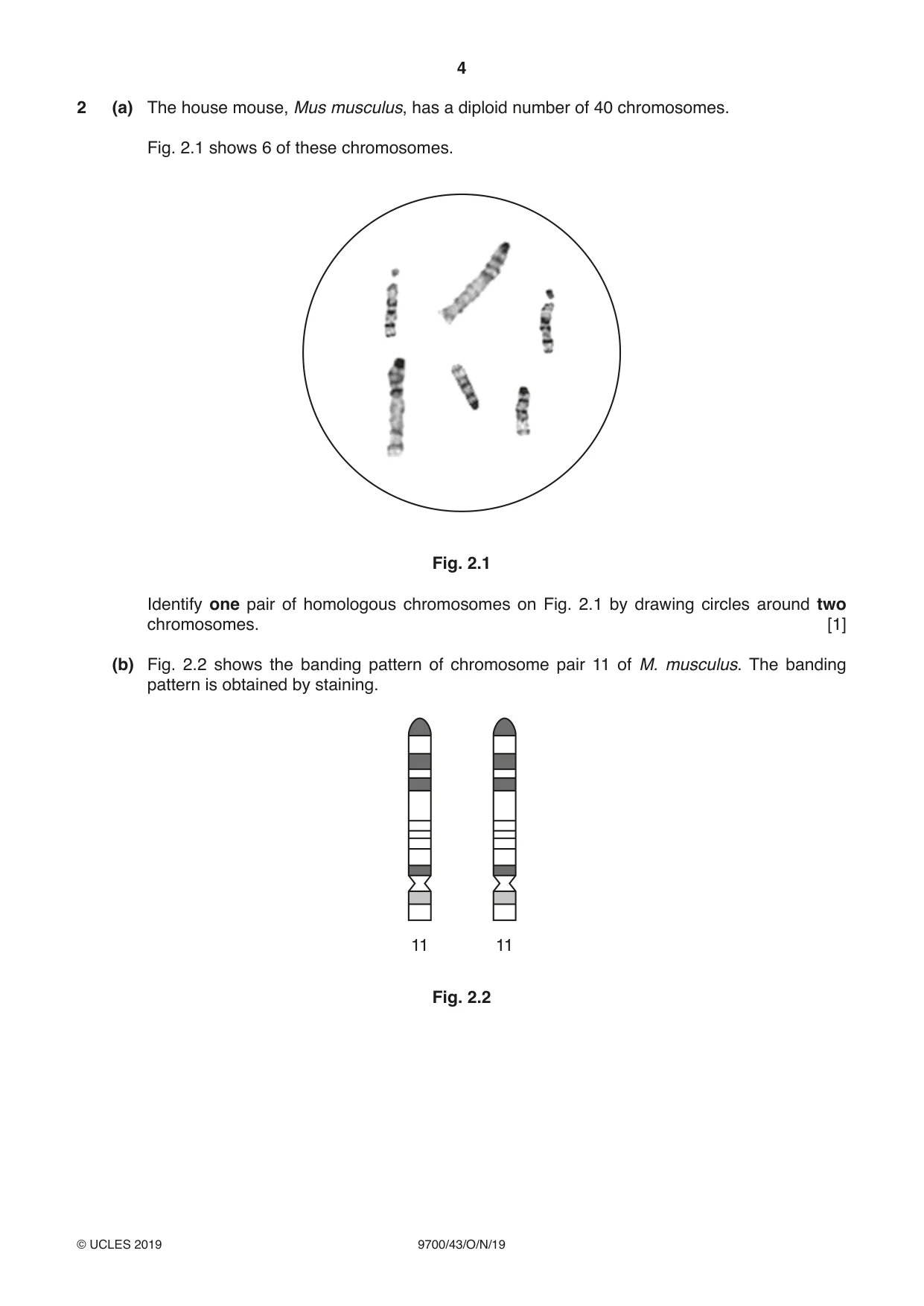 Cambridge A Level Biology 9700 2019 Oct/Nov Paper 4 · Variant 3 question paper, page 4 of 24