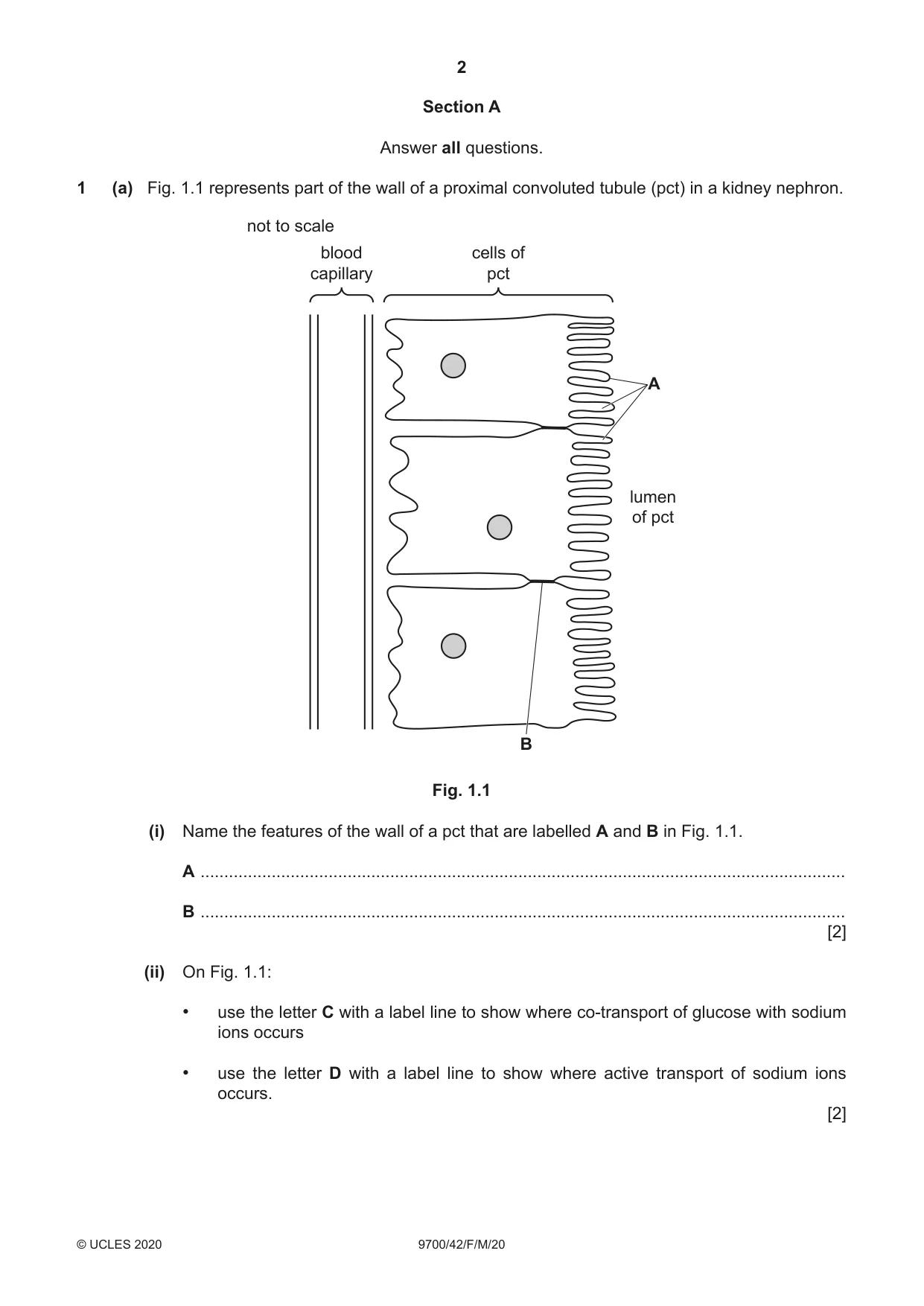 Cambridge A Level Biology 9700 2020 Feb/March Paper 4 · Variant 2 question paper, page 2 of 28