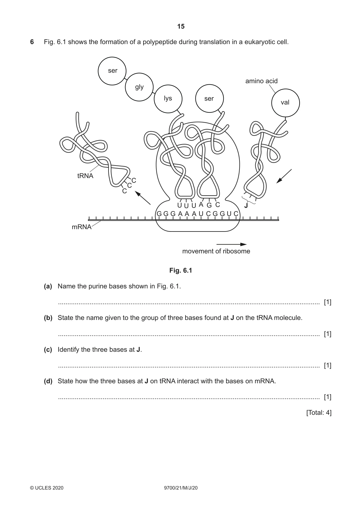 Cambridge A Level Biology 9700 2020 May/June Paper 2 · Variant 1 question paper, page 15 of 16