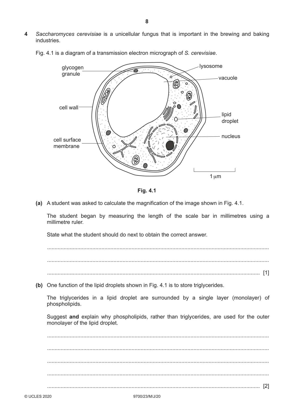 Cambridge A Level Biology 9700 2020 May/June Paper 2 · Variant 3 question paper, page 8 of 16