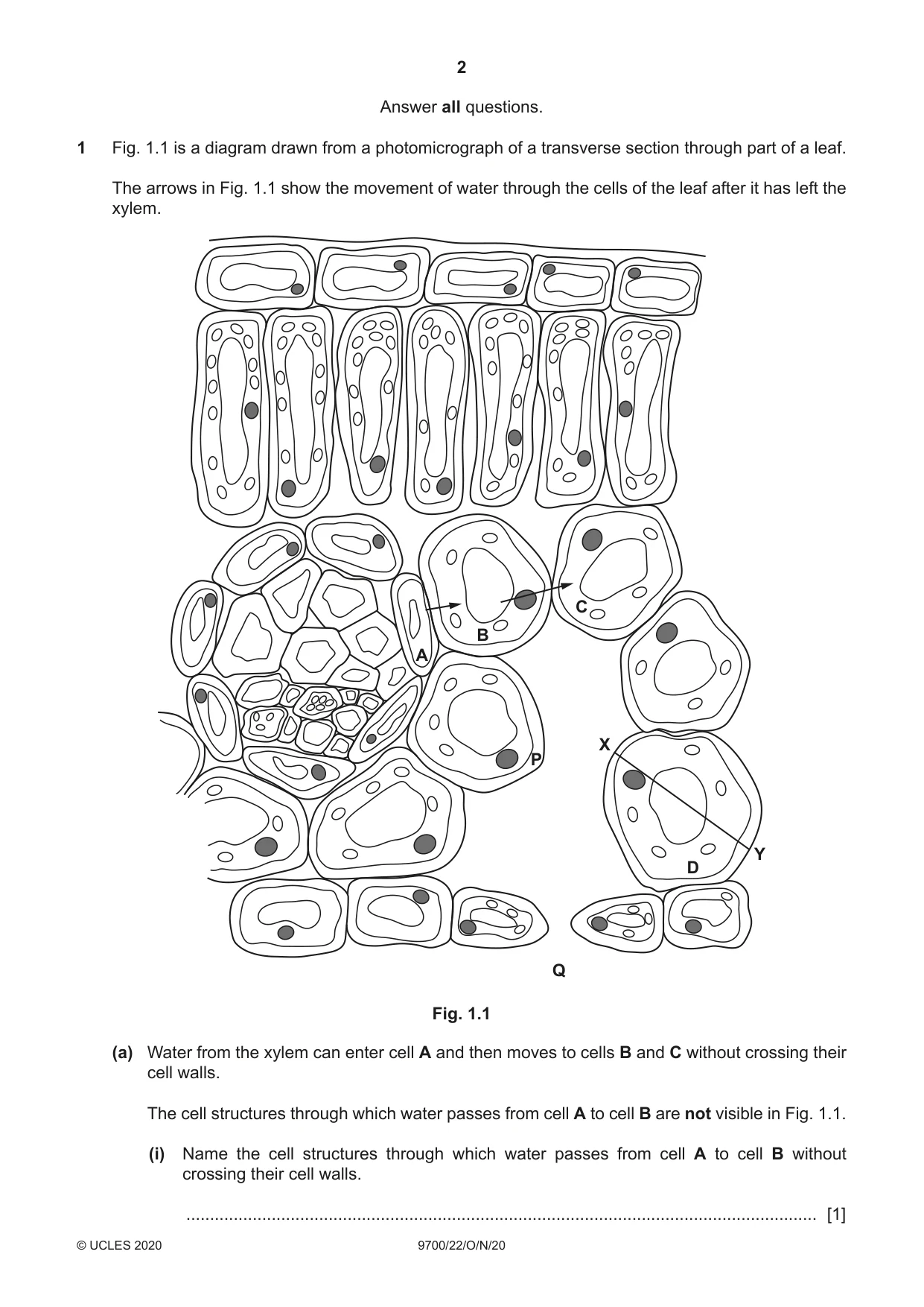 Cambridge A Level Biology 9700 2020 Oct/Nov Paper 2 · Variant 2 question paper, page 2 of 20