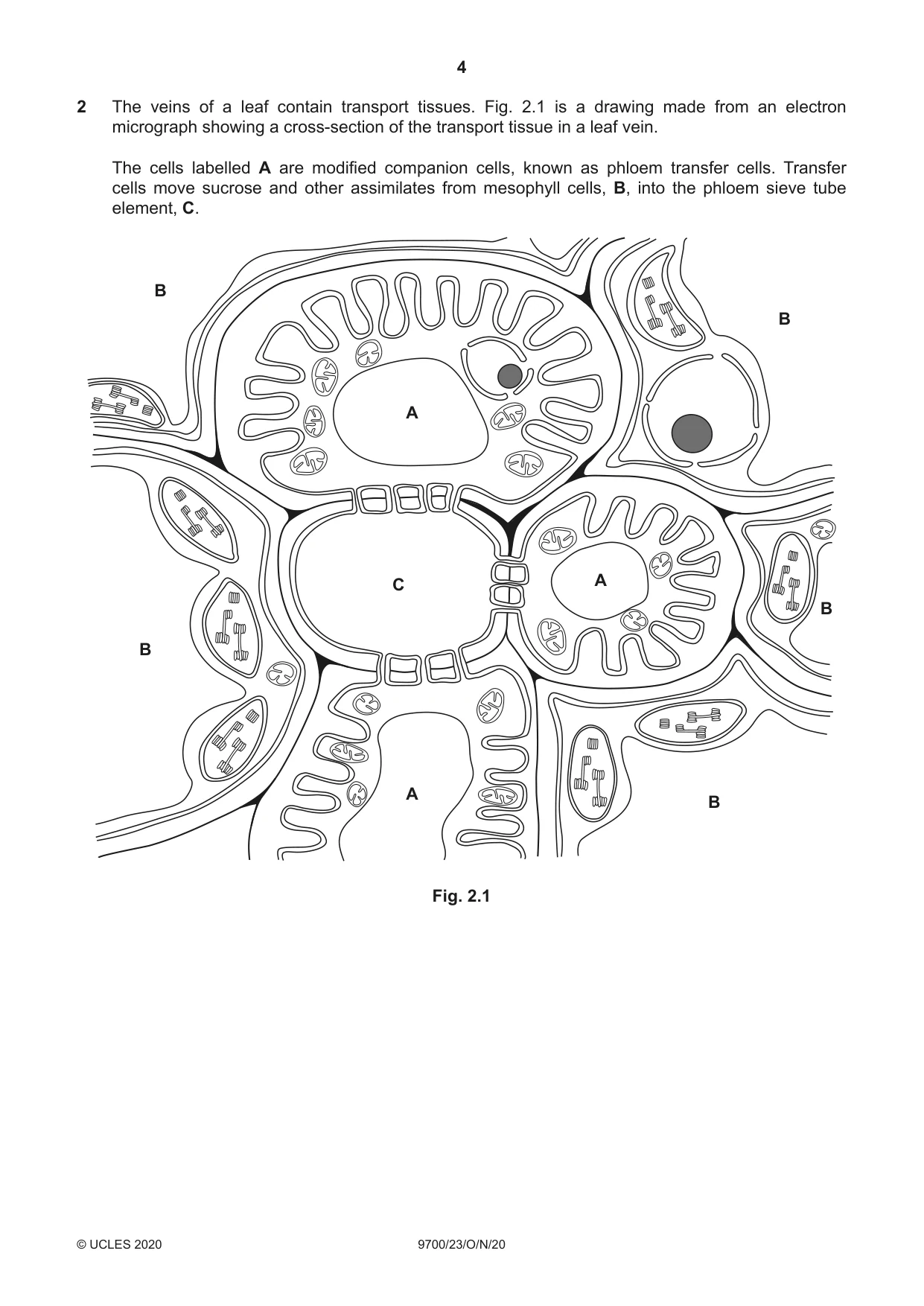 Cambridge A Level Biology 9700 2020 Oct/Nov Paper 2 · Variant 3 question paper, page 4 of 16