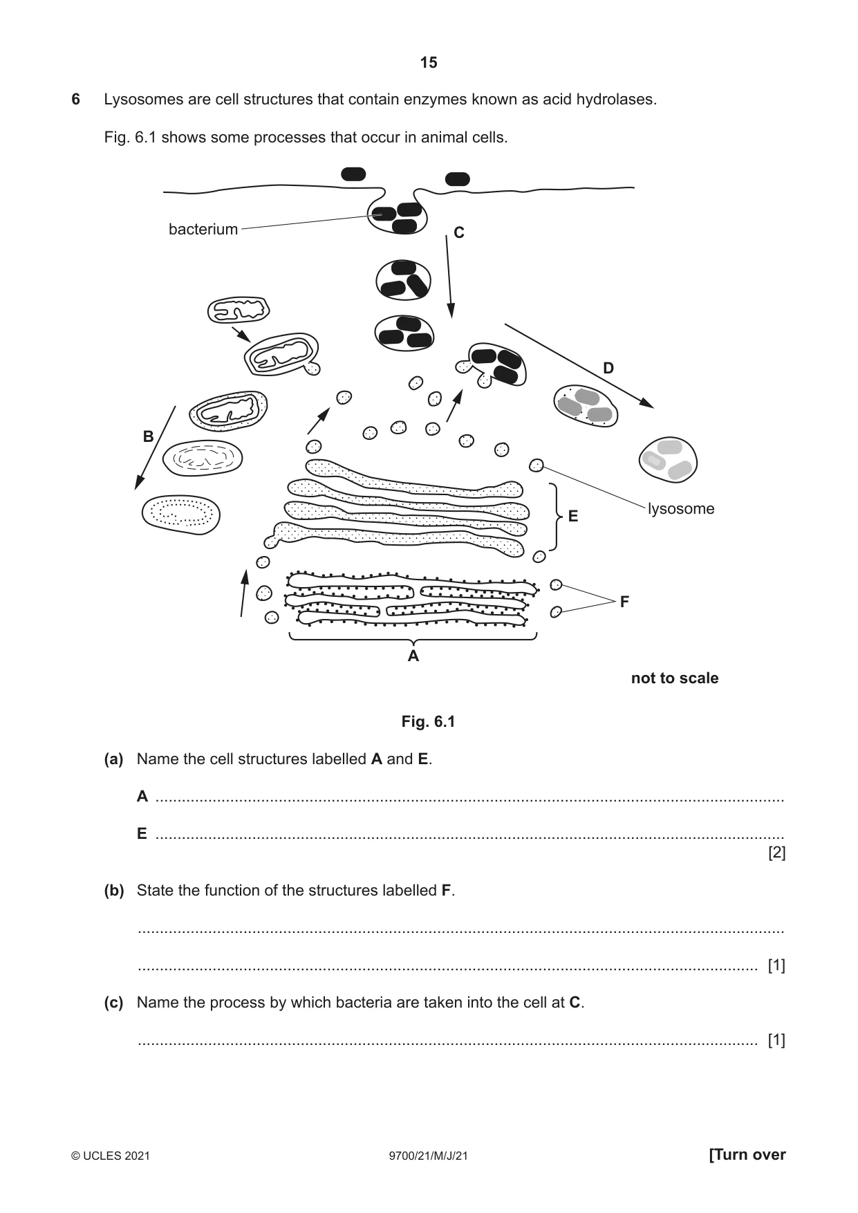 Cambridge A Level Biology 9700 2021 May/June Paper 2 · Variant 1 question paper, page 15 of 16