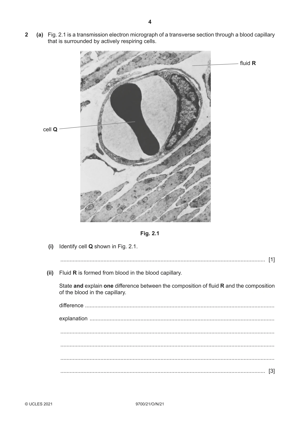 Cambridge A Level Biology 9700 2021 Oct/Nov Paper 2 · Variant 1 question paper, page 4 of 16