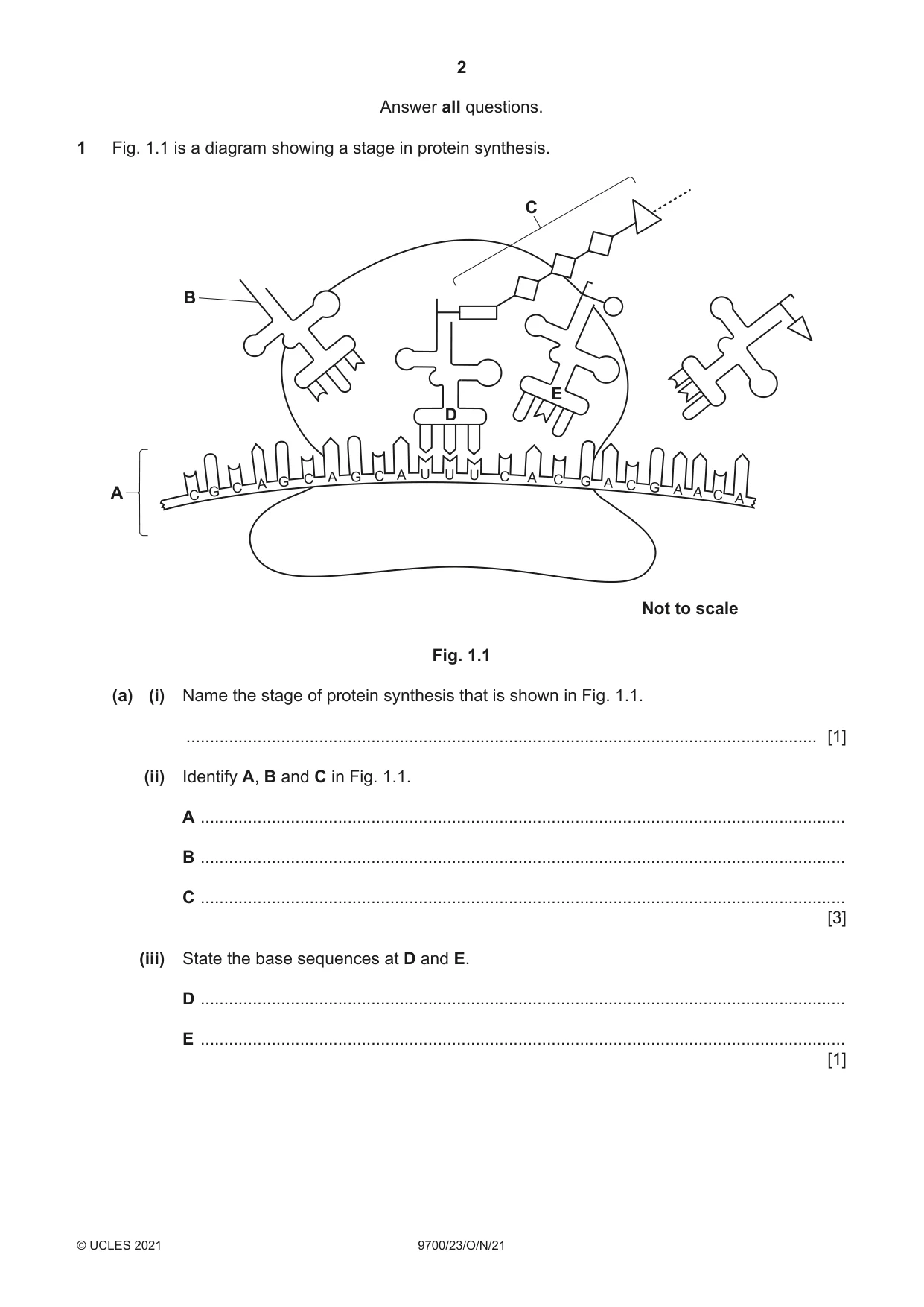 Cambridge A Level Biology 9700 2021 Oct/Nov Paper 2 · Variant 3 question paper, page 2 of 16
