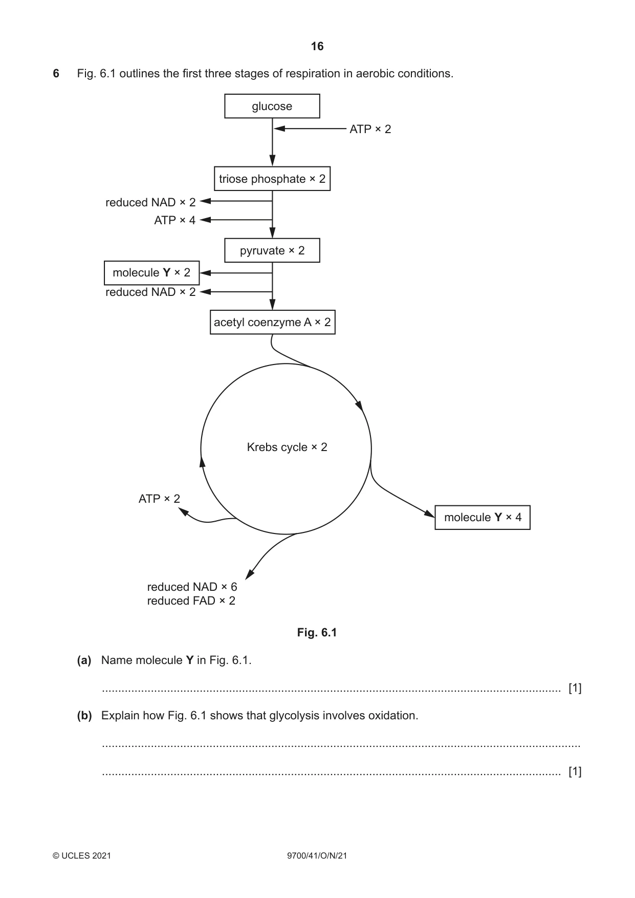 Cambridge A Level Biology 9700 2021 Oct/Nov Paper 4 · Variant 1 question paper, page 16 of 24