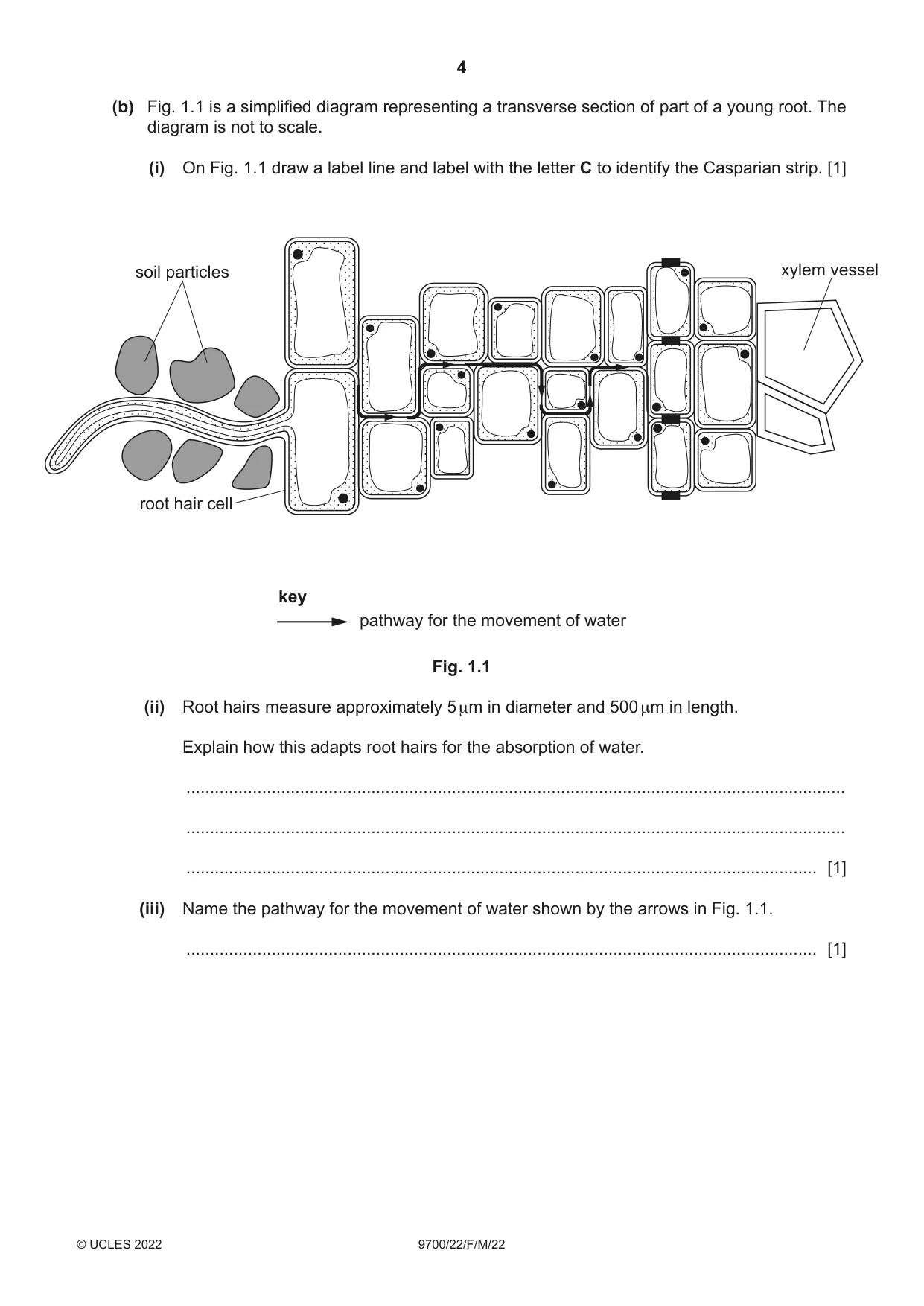 Cambridge A Level Biology 9700 2022 Feb/March Paper 2 · Variant 2 question paper, page 4 of 20