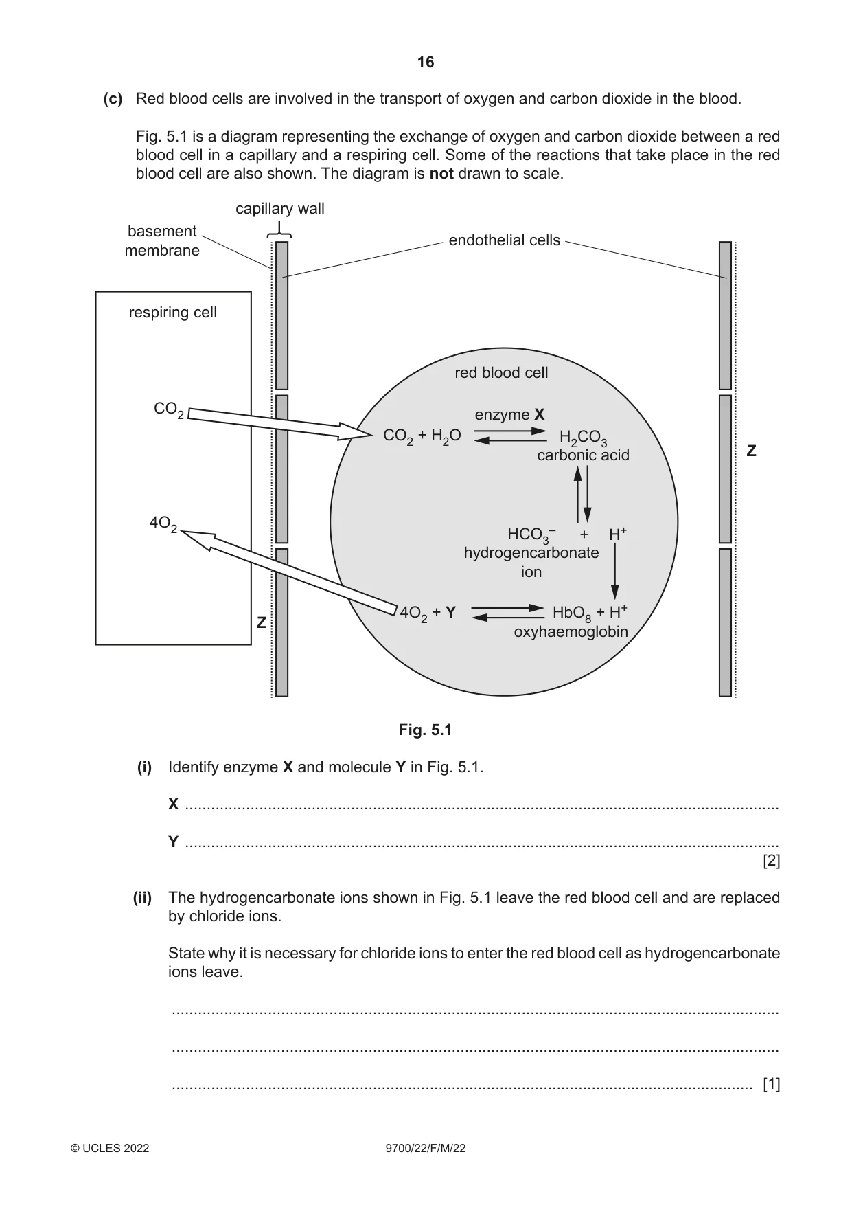 Cambridge A Level Biology 9700 2022 Feb/March Paper 2 · Variant 2 question paper, page 16 of 20
