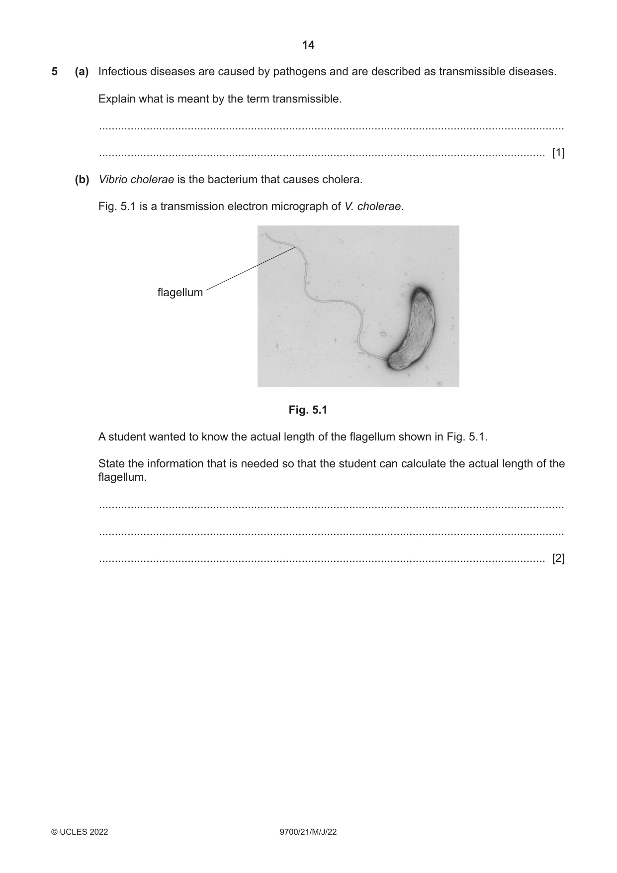 Cambridge A Level Biology 9700 2022 May/June Paper 2 · Variant 1 question paper, page 14 of 20
