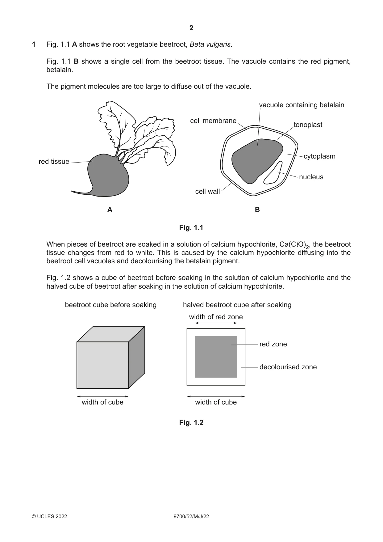 Cambridge A Level Biology 9700 2022 May/June Paper 5 · Variant 2 question paper, page 2 of 16