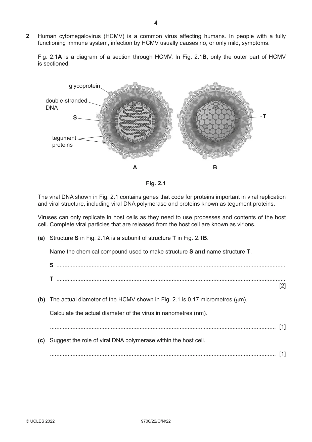 Cambridge A Level Biology 9700 2022 Oct/Nov Paper 2 · Variant 2 question paper, page 4 of 16