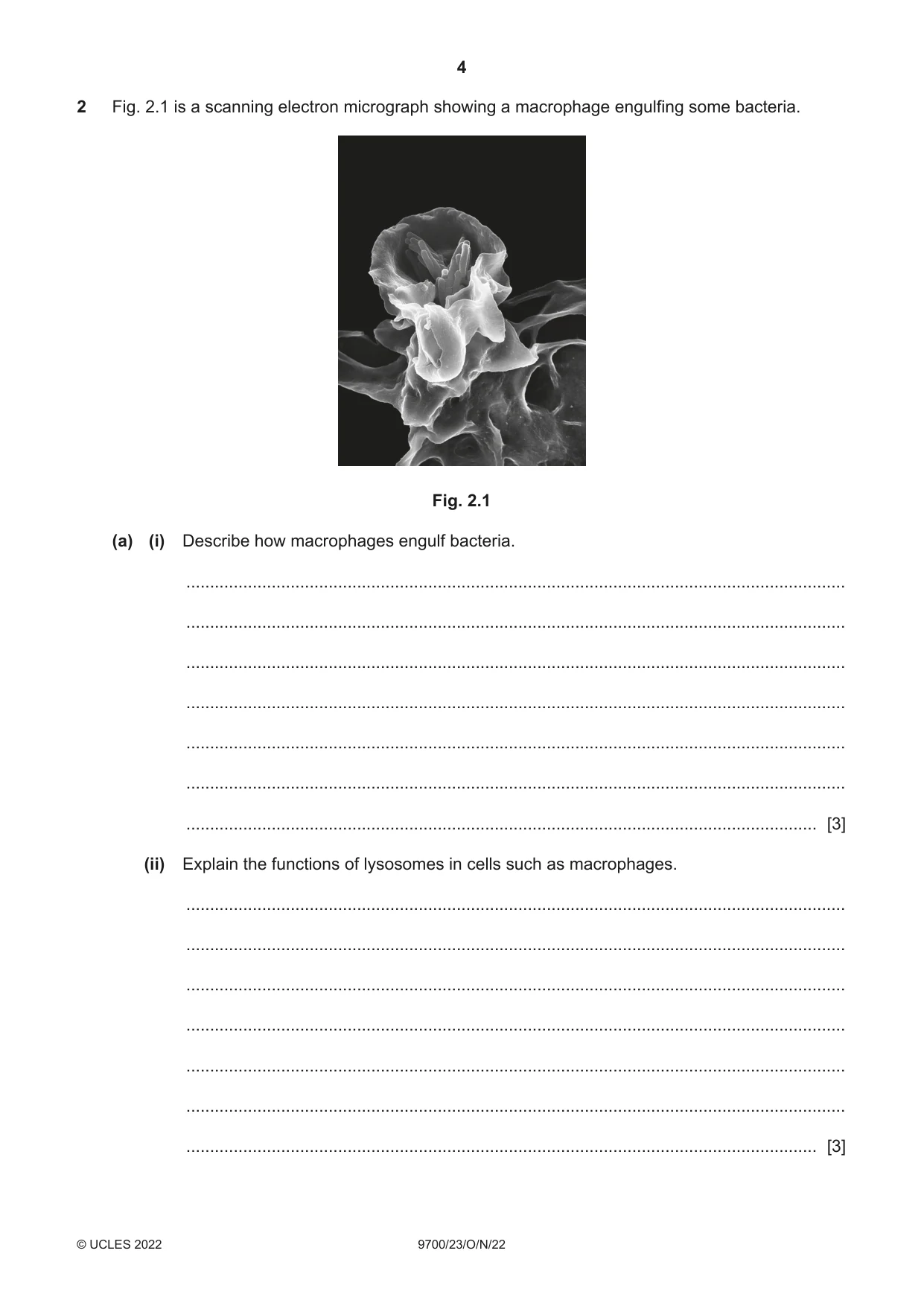 Cambridge A Level Biology 9700 2022 Oct/Nov Paper 2 · Variant 3 question paper, page 4 of 16