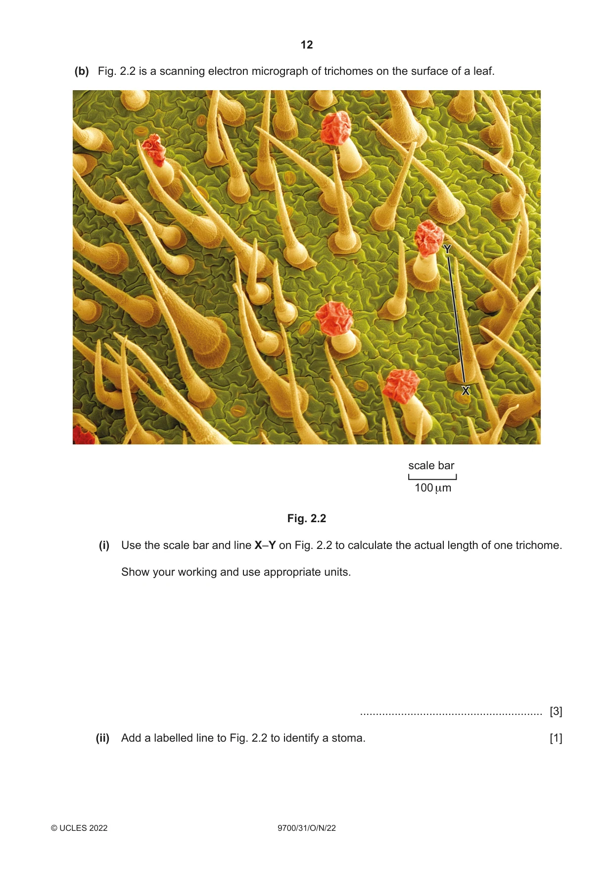 Cambridge A Level Biology 9700 2022 Oct/Nov Paper 3 · Variant 1 question paper, page 12 of 16