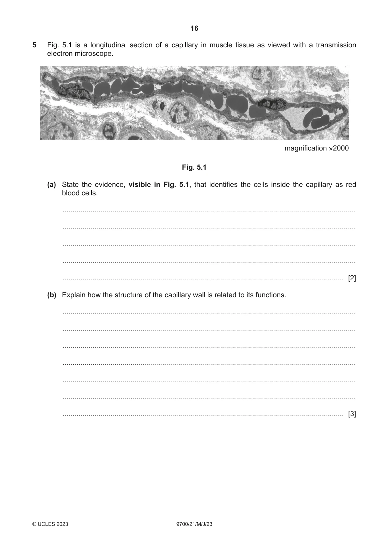 Cambridge A Level Biology 9700 2023 May/June Paper 2 · Variant 1 question paper, page 16 of 20