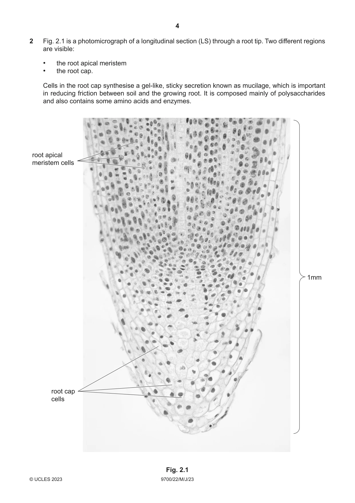 Cambridge A Level Biology 9700 2023 May/June Paper 2 · Variant 2 question paper, page 4 of 20