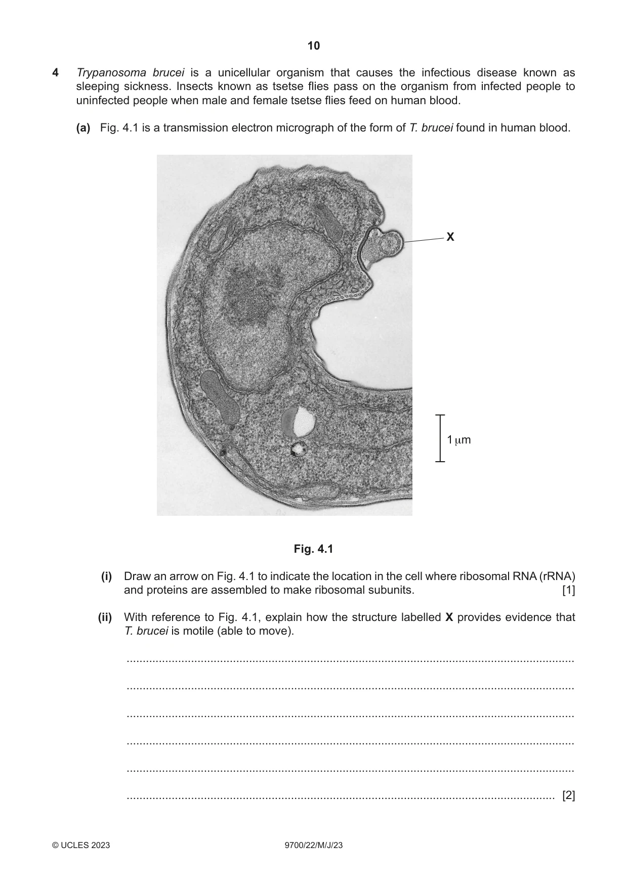 Cambridge A Level Biology 9700 2023 May/June Paper 2 · Variant 2 question paper, page 10 of 20