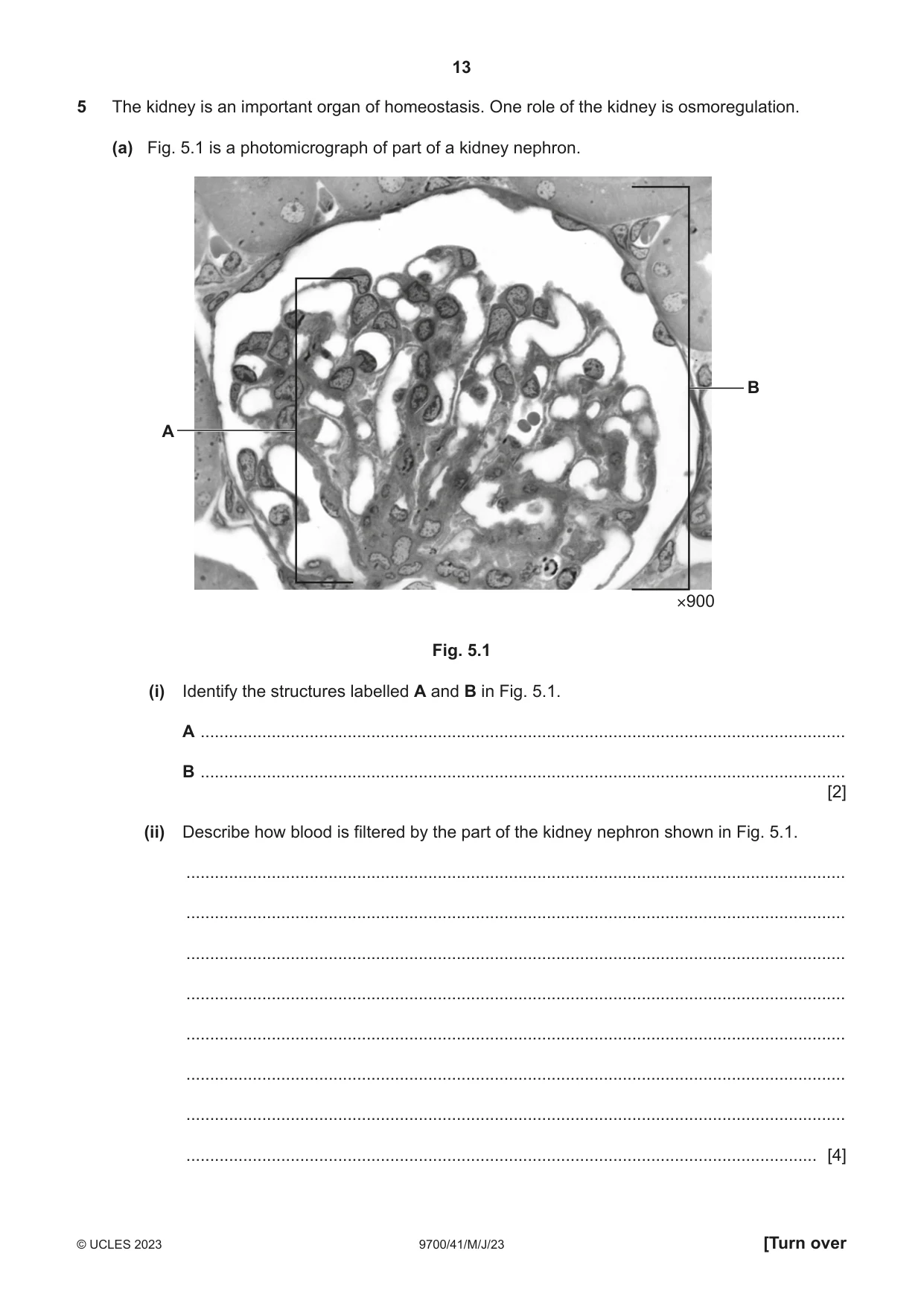 Cambridge A Level Biology 9700 2023 May/June Paper 4 · Variant 1 question paper, page 13 of 24