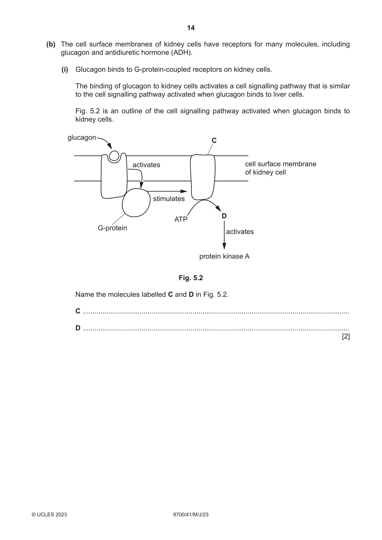 Cambridge A Level Biology 9700 2023 May/June Paper 4 · Variant 1 question paper, page 14 of 24