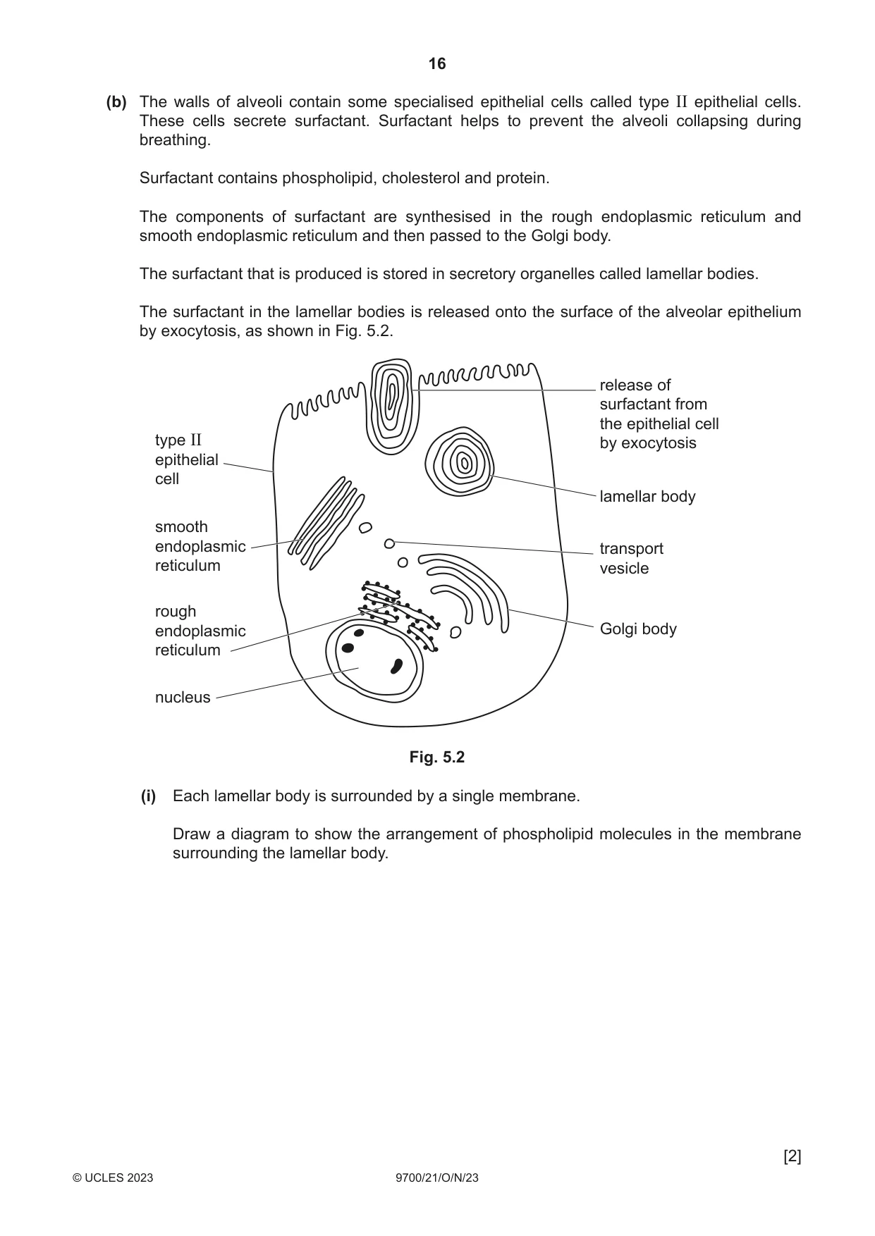 Cambridge A Level Biology 9700 2023 Oct/Nov Paper 2 · Variant 1 question paper, page 16 of 20