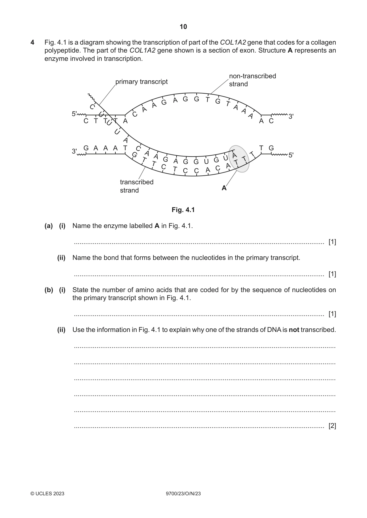 Cambridge A Level Biology 9700 2023 Oct/Nov Paper 2 · Variant 3 question paper, page 10 of 16