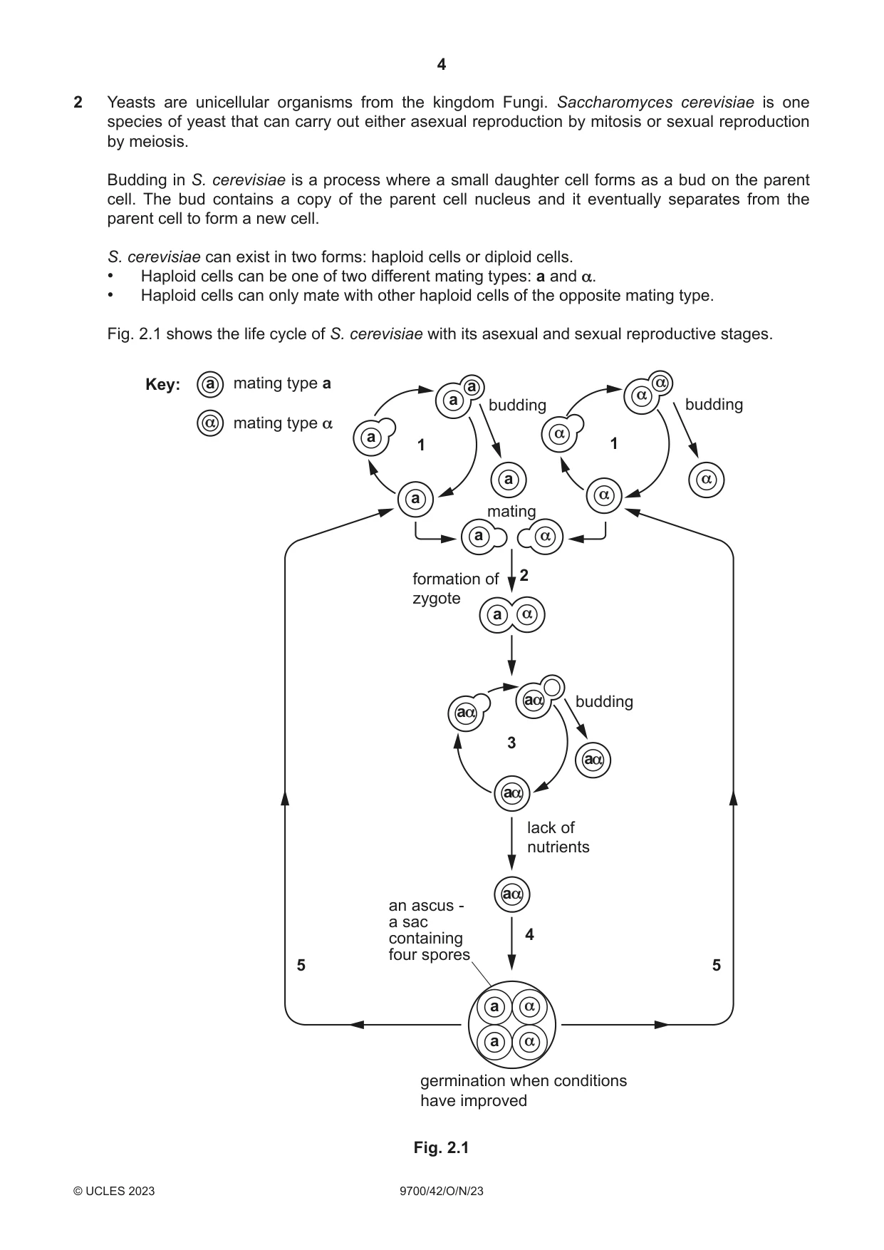 Cambridge A Level Biology 9700 2023 Oct/Nov Paper 4 · Variant 2 question paper, page 4 of 24