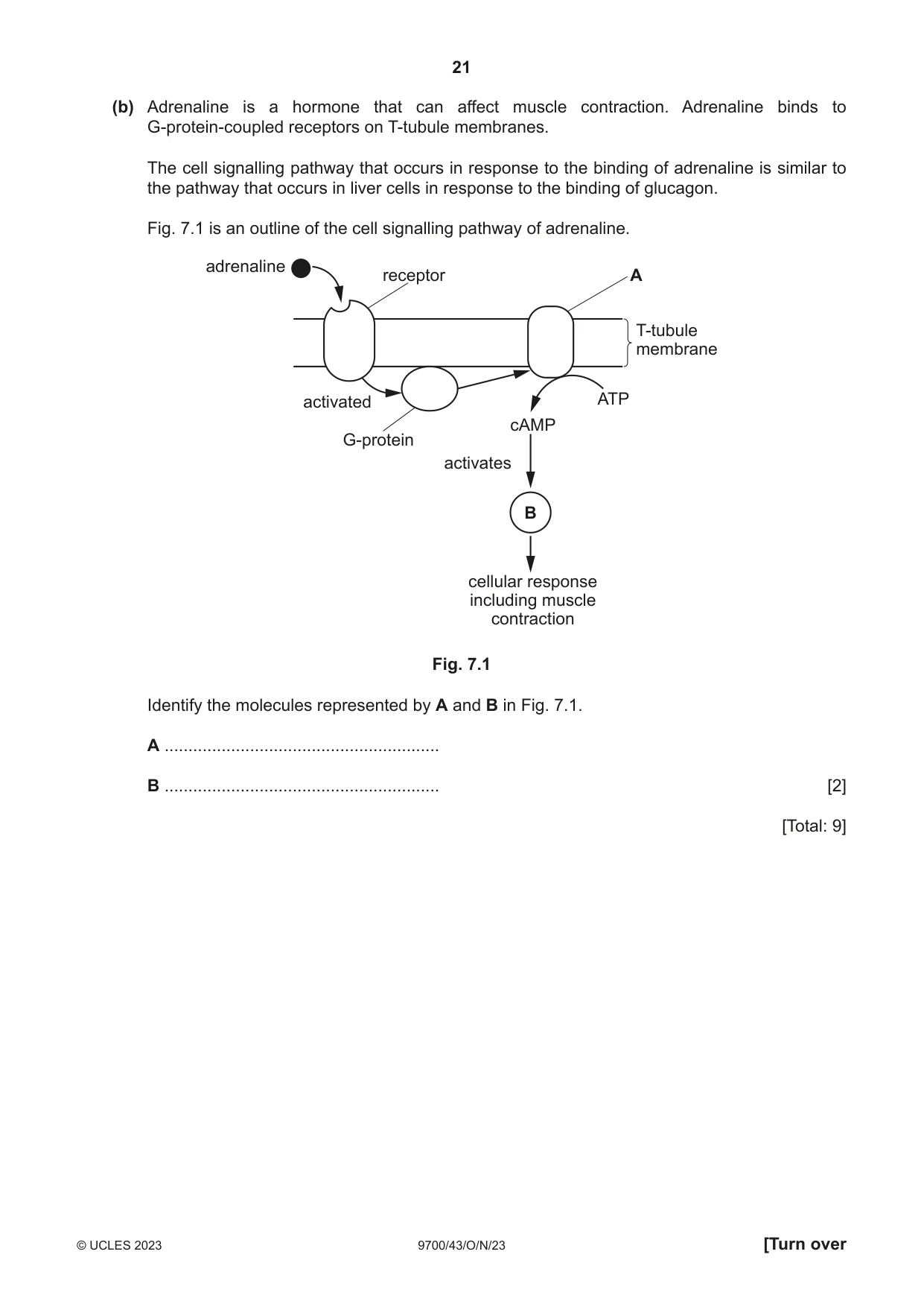 Cambridge A Level Biology 9700 2023 Oct/Nov Paper 4 · Variant 3 question paper, page 21 of 28