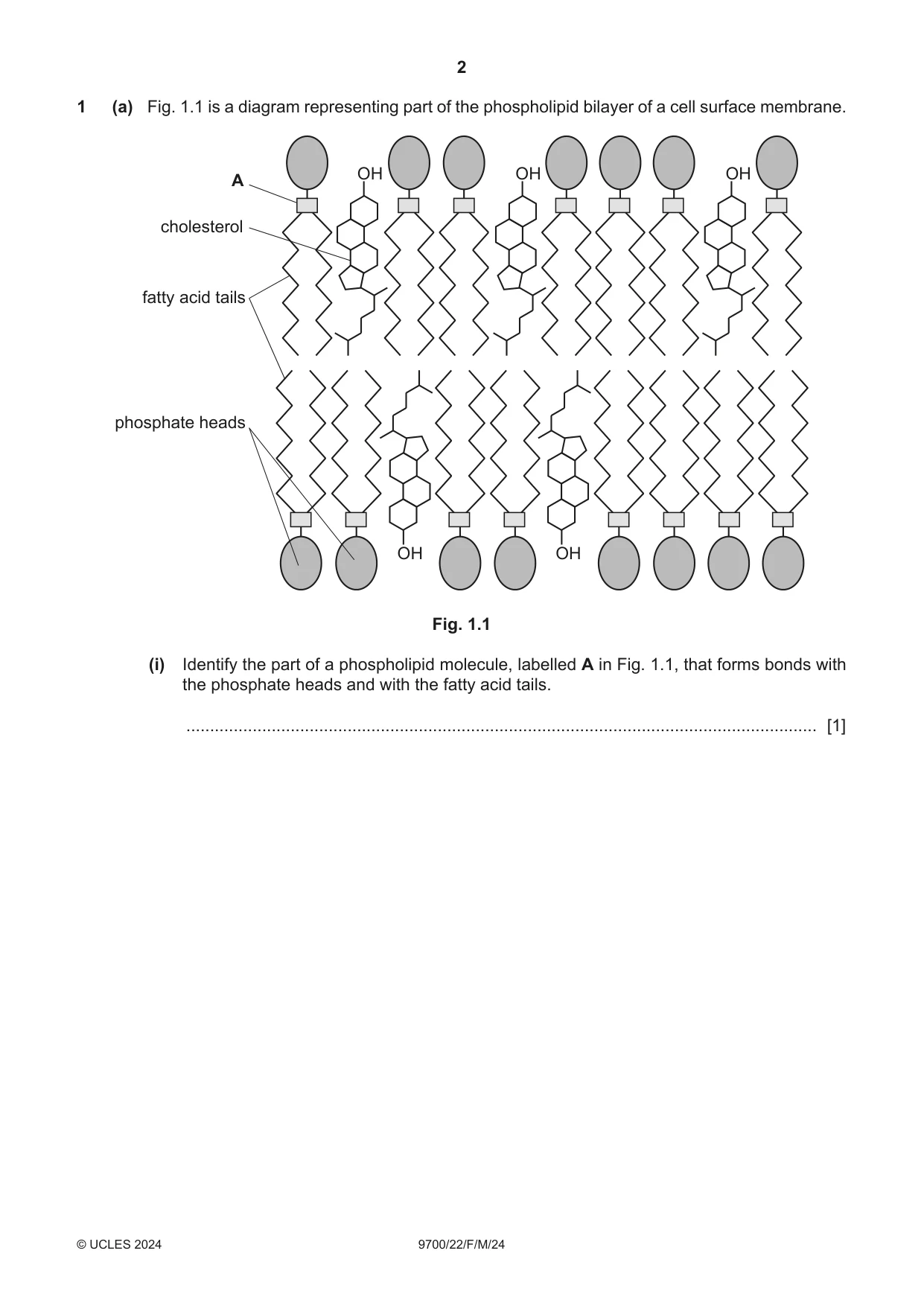 Cambridge A Level Biology 9700 2024 Feb/March Paper 2 · Variant 2 question paper, page 2 of 20