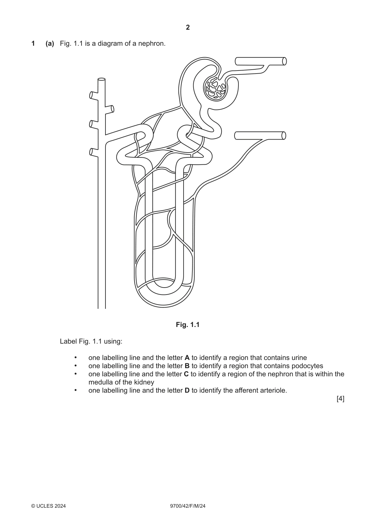 Cambridge A Level Biology 9700 2024 Feb/March Paper 4 · Variant 2 question paper, page 2 of 32
