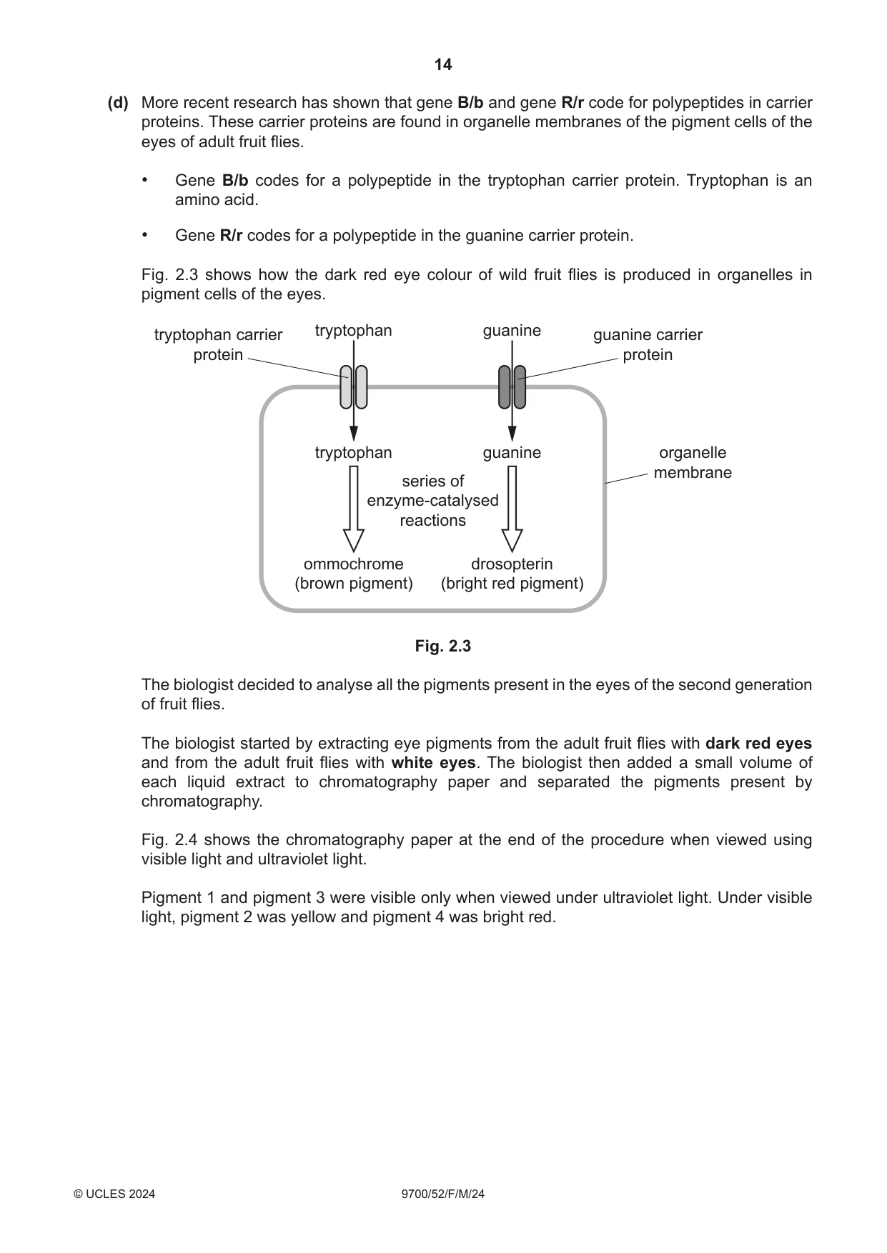 Cambridge A Level Biology 9700 2024 Feb/March Paper 5 · Variant 2 question paper, page 14 of 16