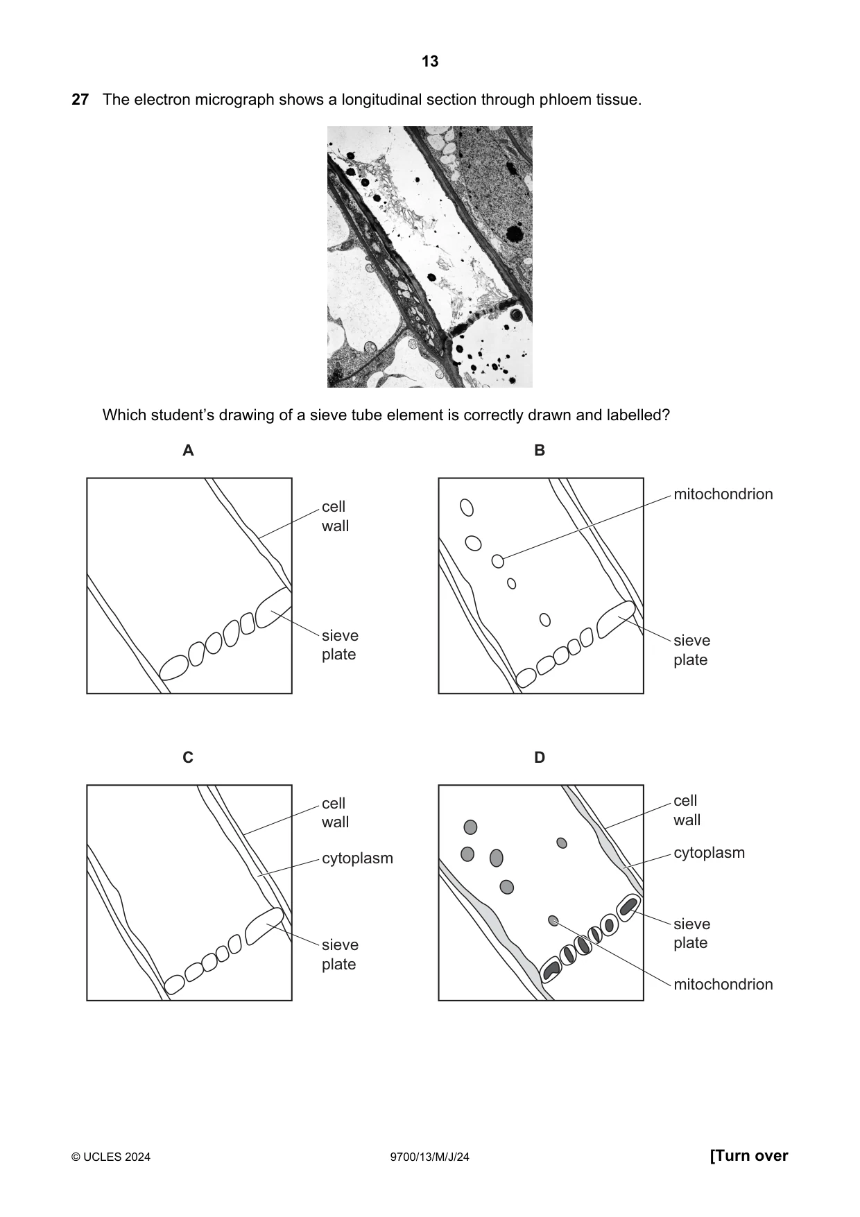 Cambridge A Level Biology 9700 2024 May/June Paper 1 · Variant 3 question paper, page 13 of 20