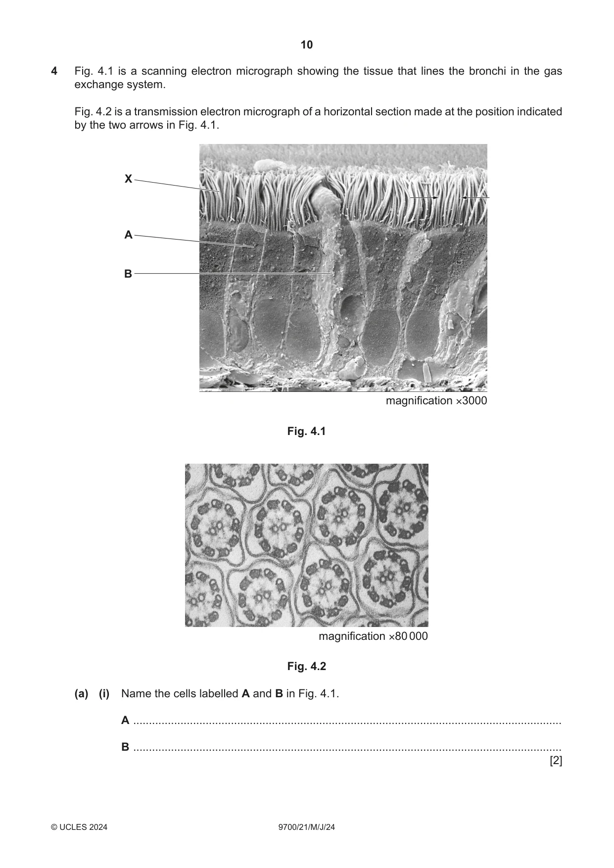 Cambridge A Level Biology 9700 2024 May/June Paper 2 · Variant 1 question paper, page 10 of 20