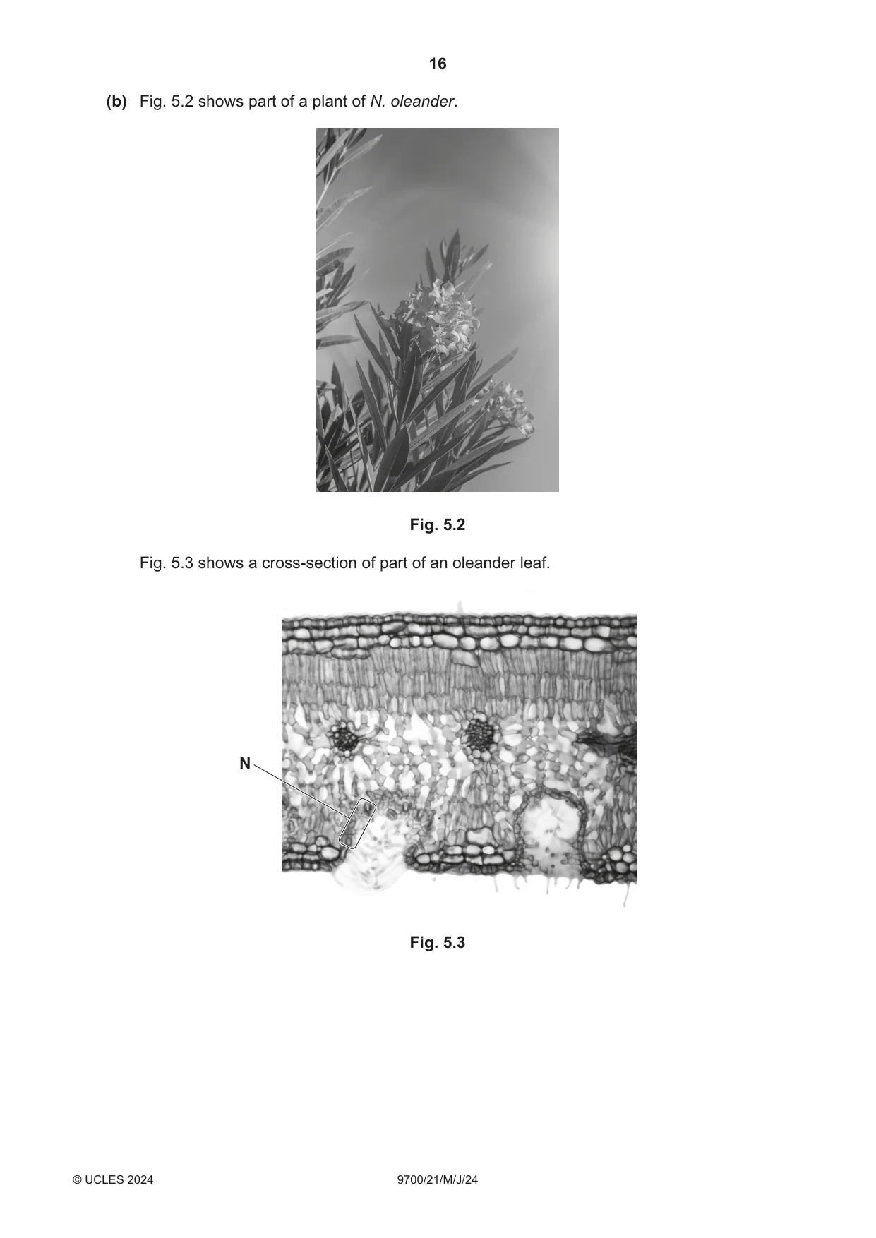 Cambridge A Level Biology 9700 2024 May/June Paper 2 · Variant 1 question paper, page 16 of 20