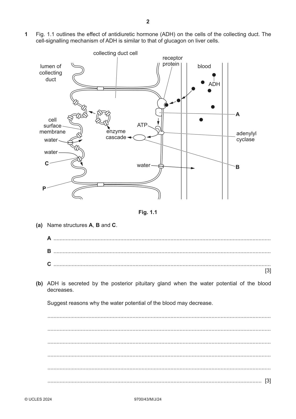 Cambridge A Level Biology 9700 2024 May/June Paper 4 · Variant 3 question paper, page 2 of 24